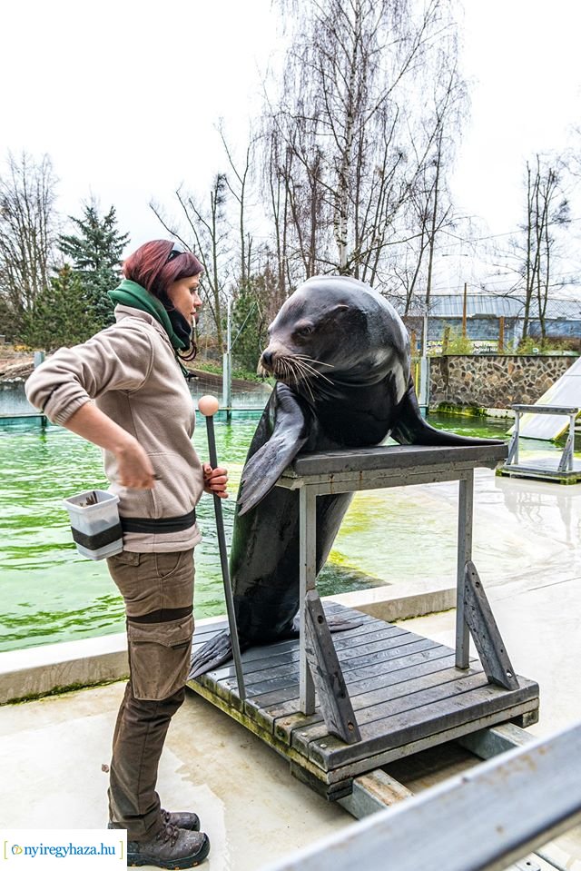 Oroszlánfókák a mérlegen (Fotó: Kohut Árpád)