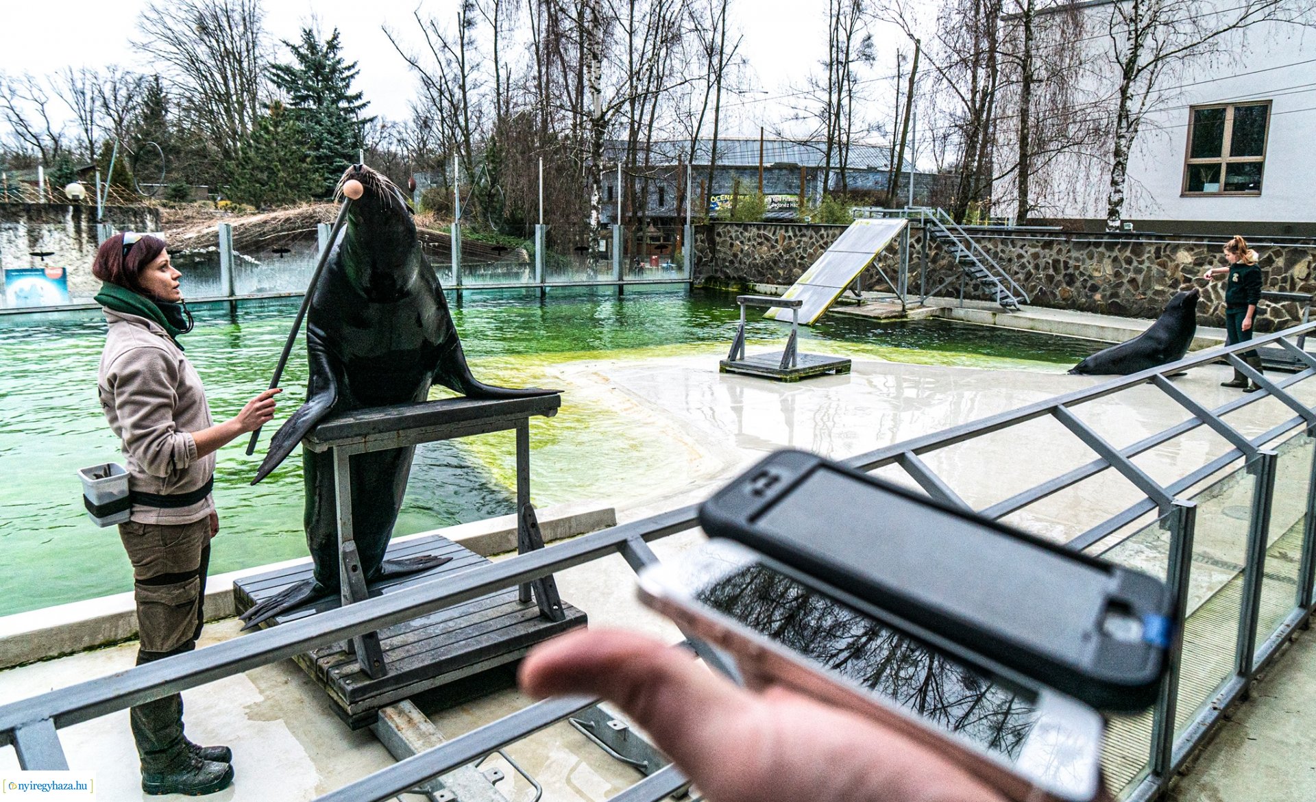 Oroszlánfókák a mérlegen (Fotó: Kohut Árpád)