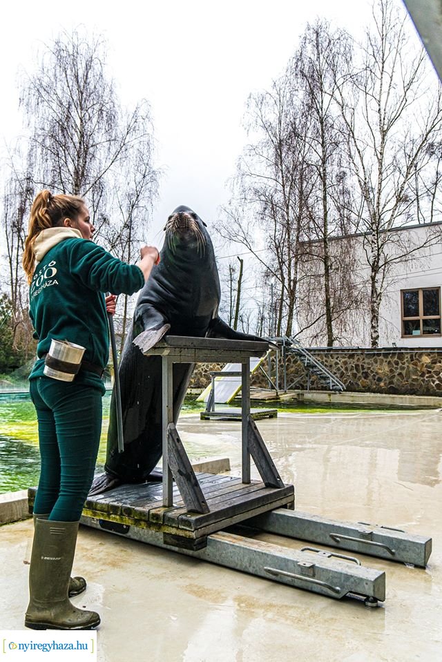 Oroszlánfókák a mérlegen (Fotó: Kohut Árpád)