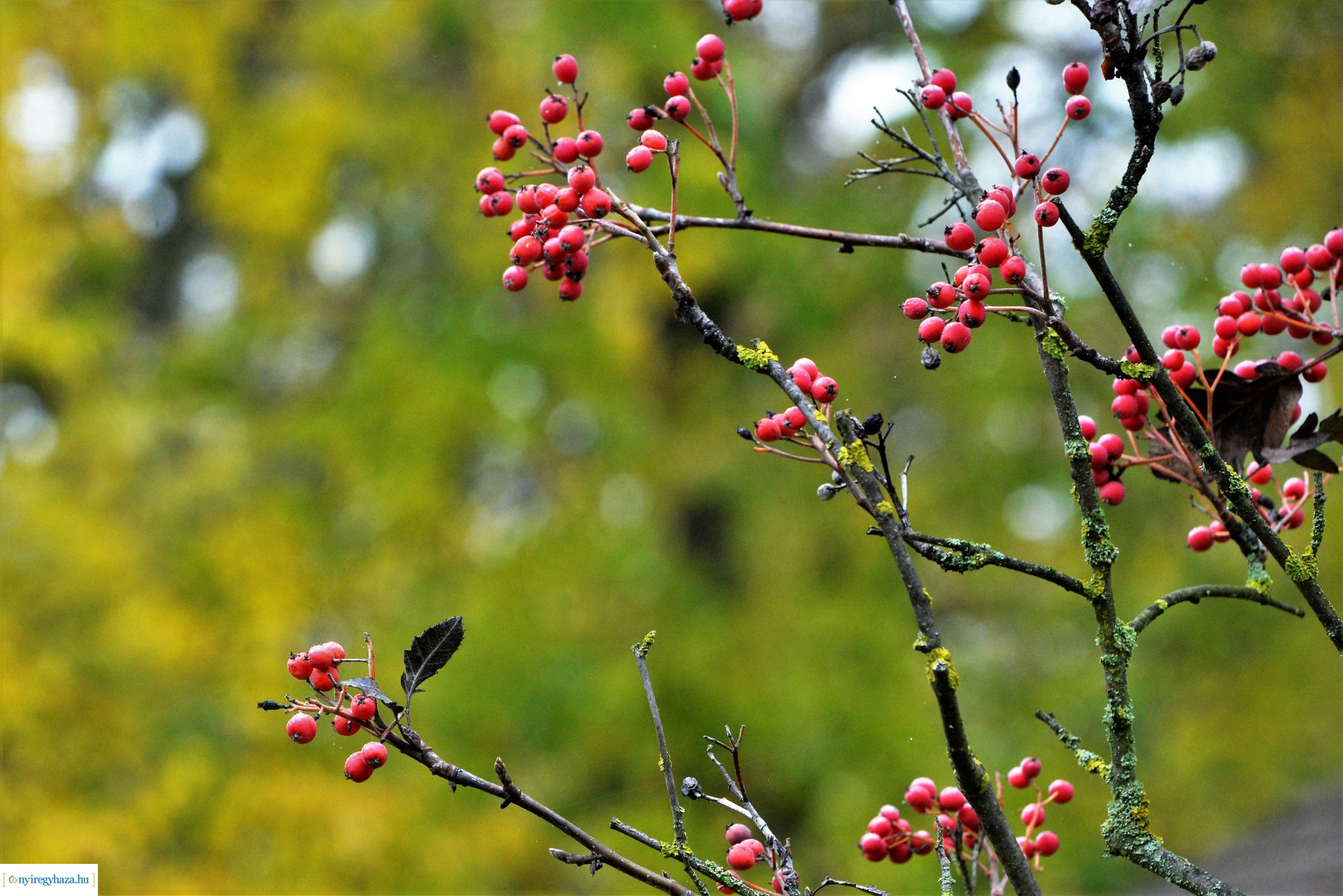 Ősz a Sóstói Múzeumfaluban