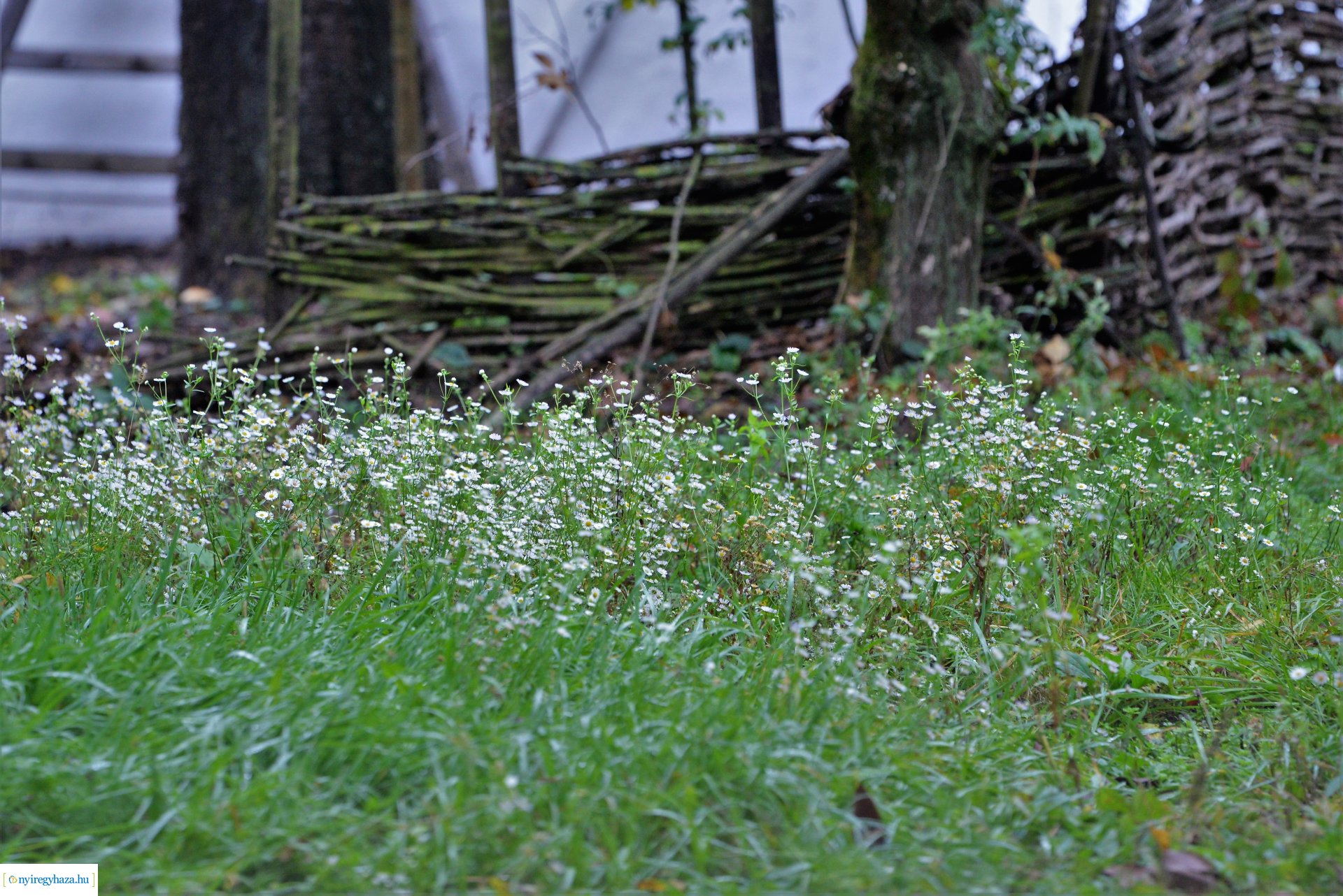 Ősz a Sóstói Múzeumfaluban