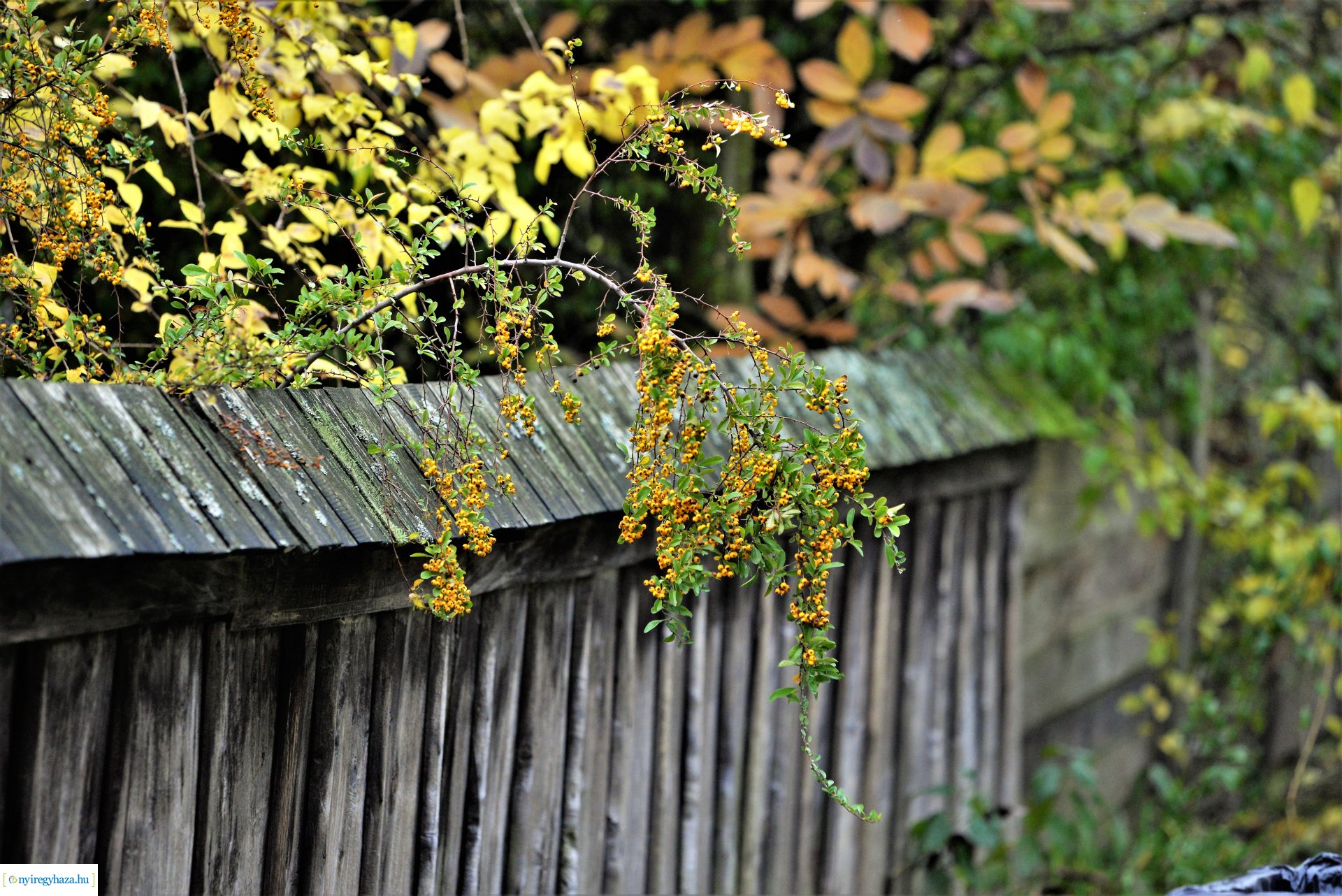 Ősz a Sóstói Múzeumfaluban