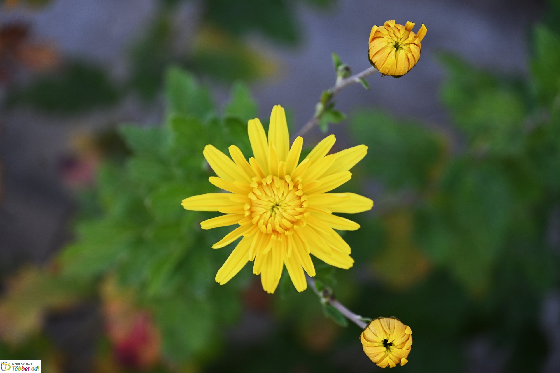 Őszi napsütésben a Sóstói Múzeumfalu