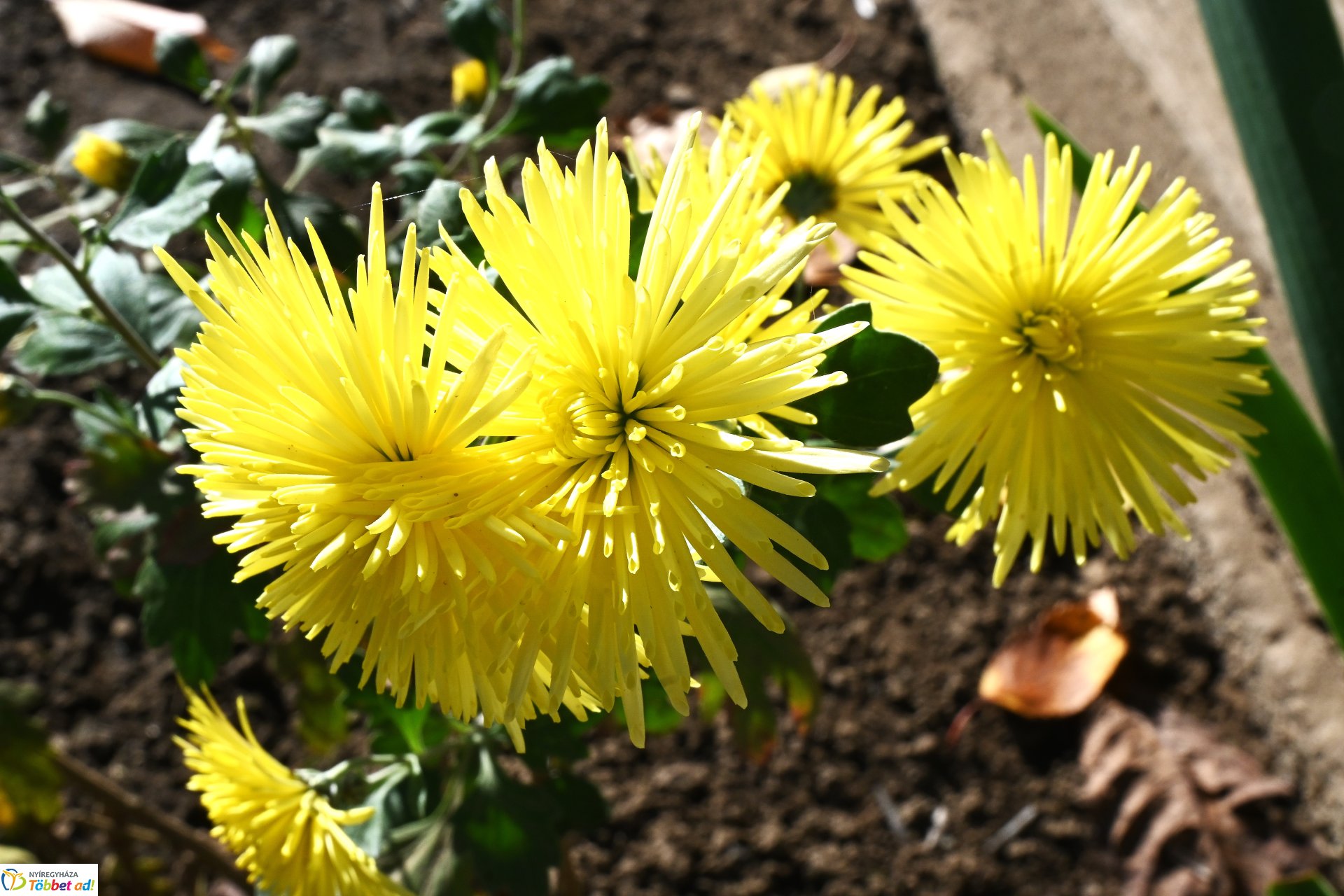 Őszi napsütésben a Sóstói Múzeumfalu