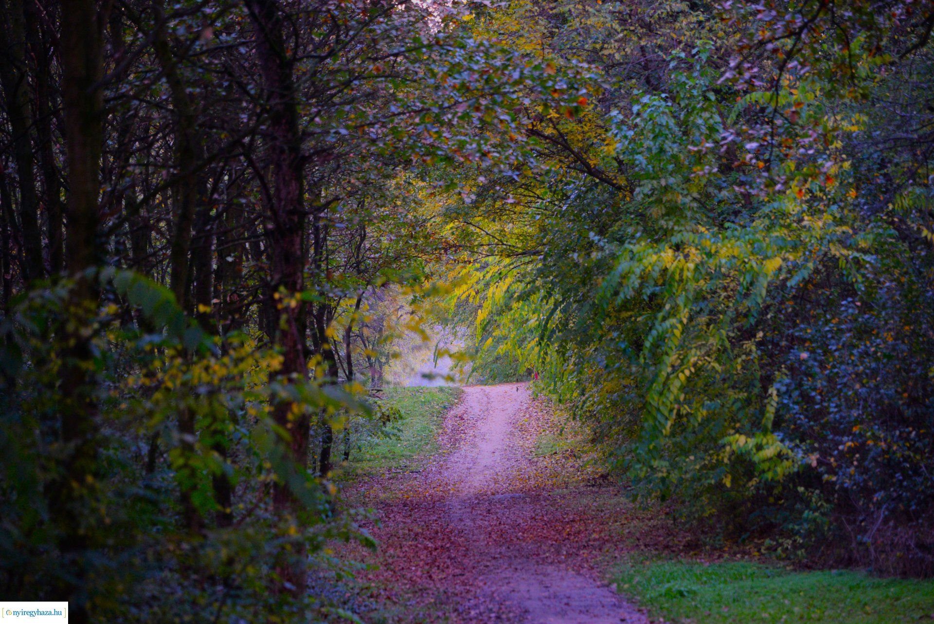 Őszi séta a Sóstói erdőben