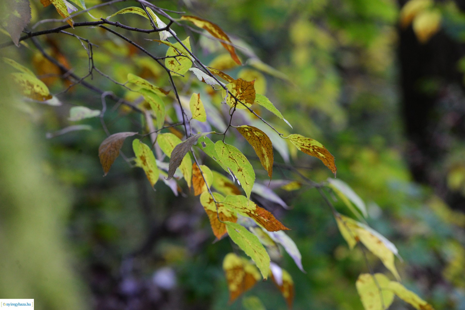 Őszi séta a Sóstói erdőben