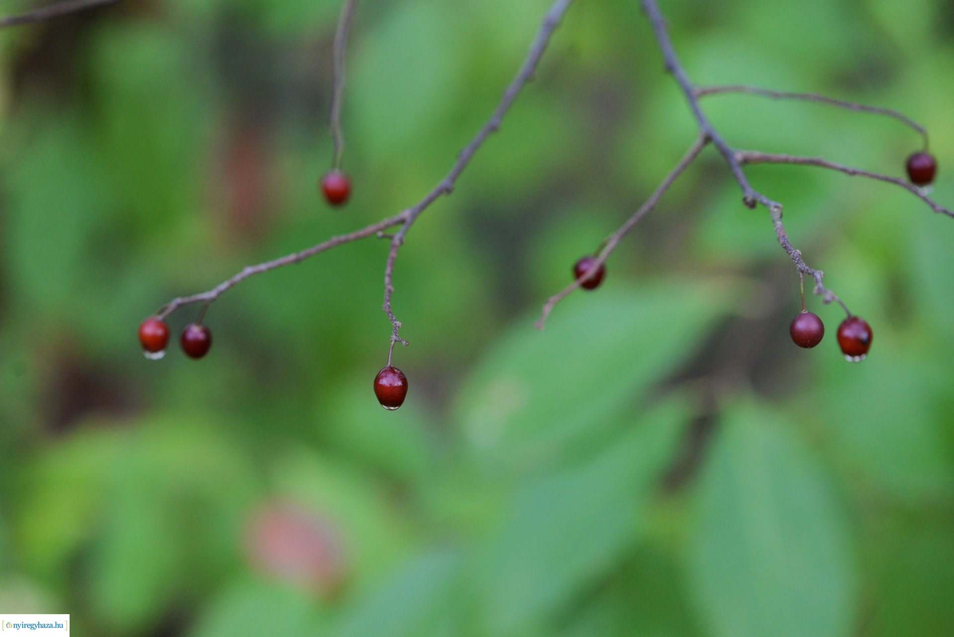 Őszi séta a Sóstói erdőben