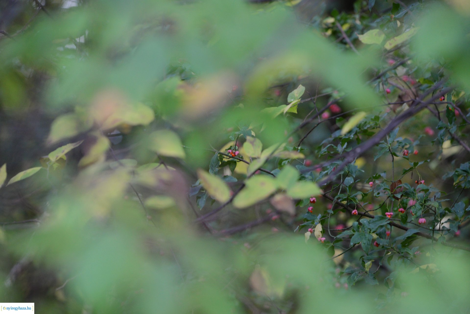 Őszi séta a Sóstói erdőben