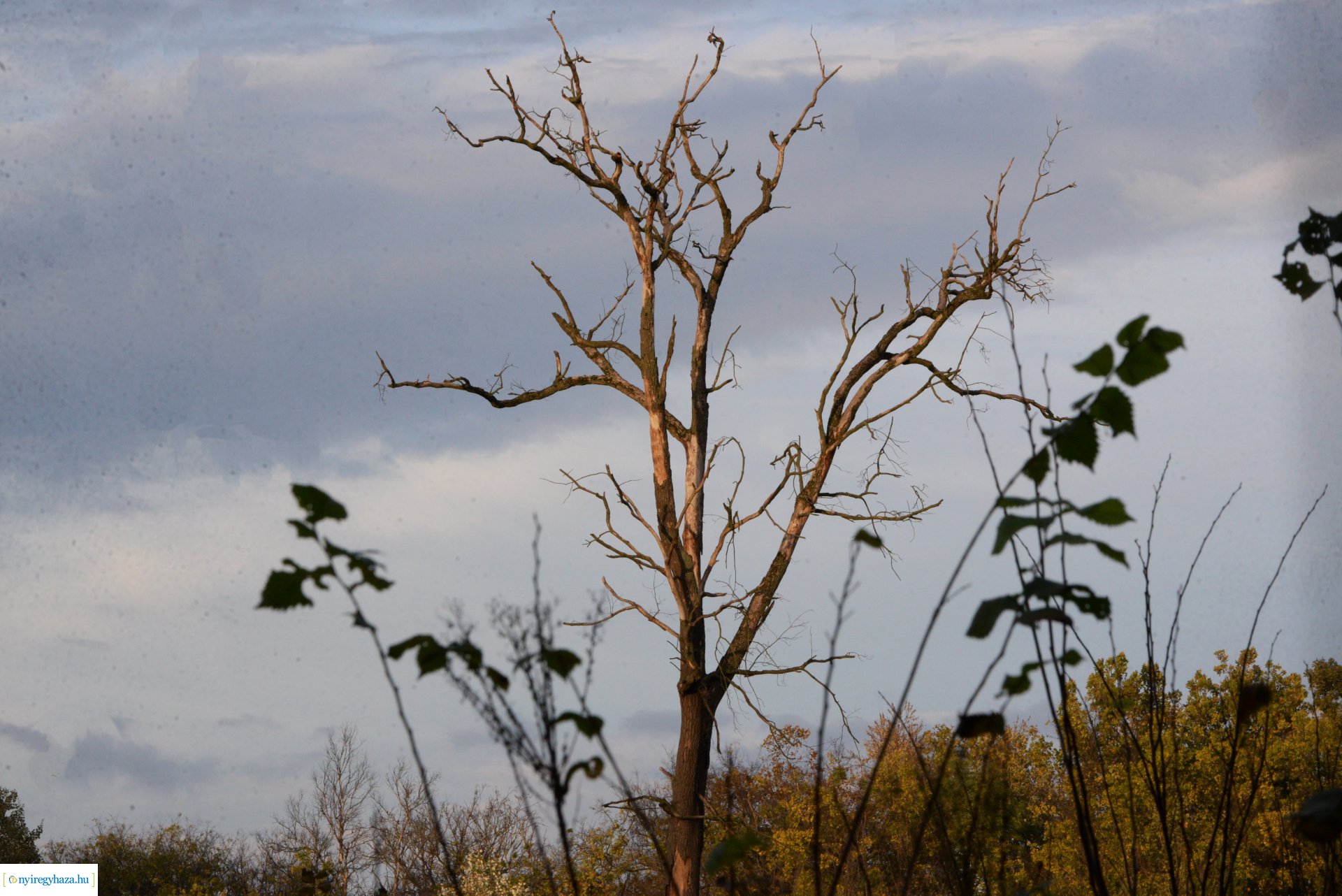 Őszi séta a Sóstói erdőben