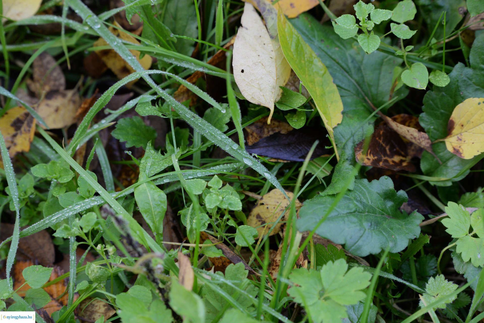 Őszi séta a Sóstói erdőben