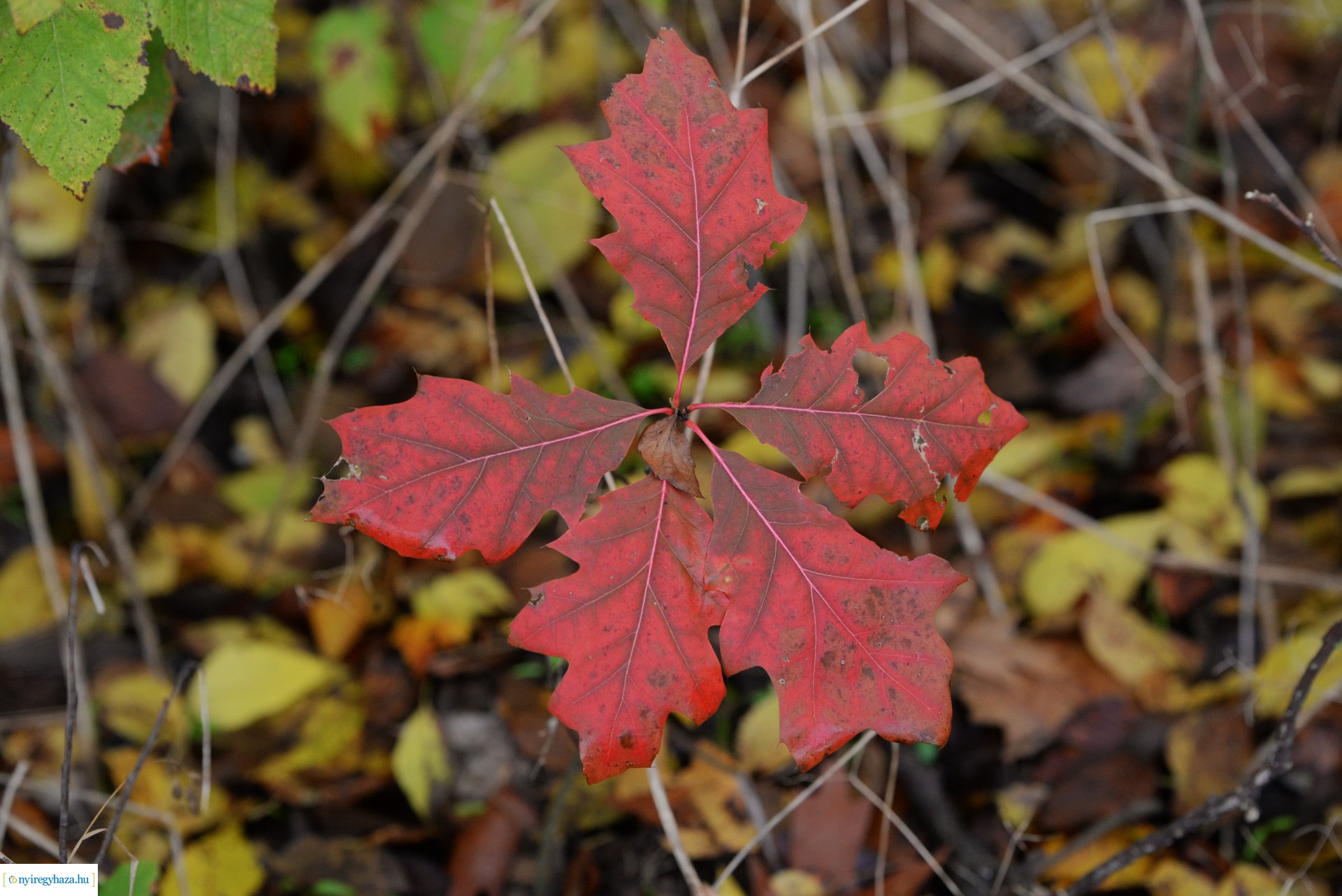Őszi séta a Sóstói erdőben