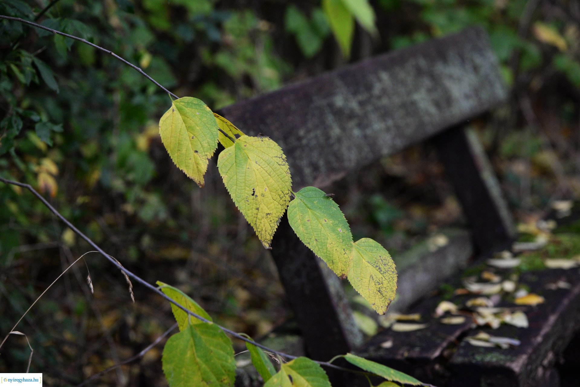 Őszi séta a Sóstói erdőben