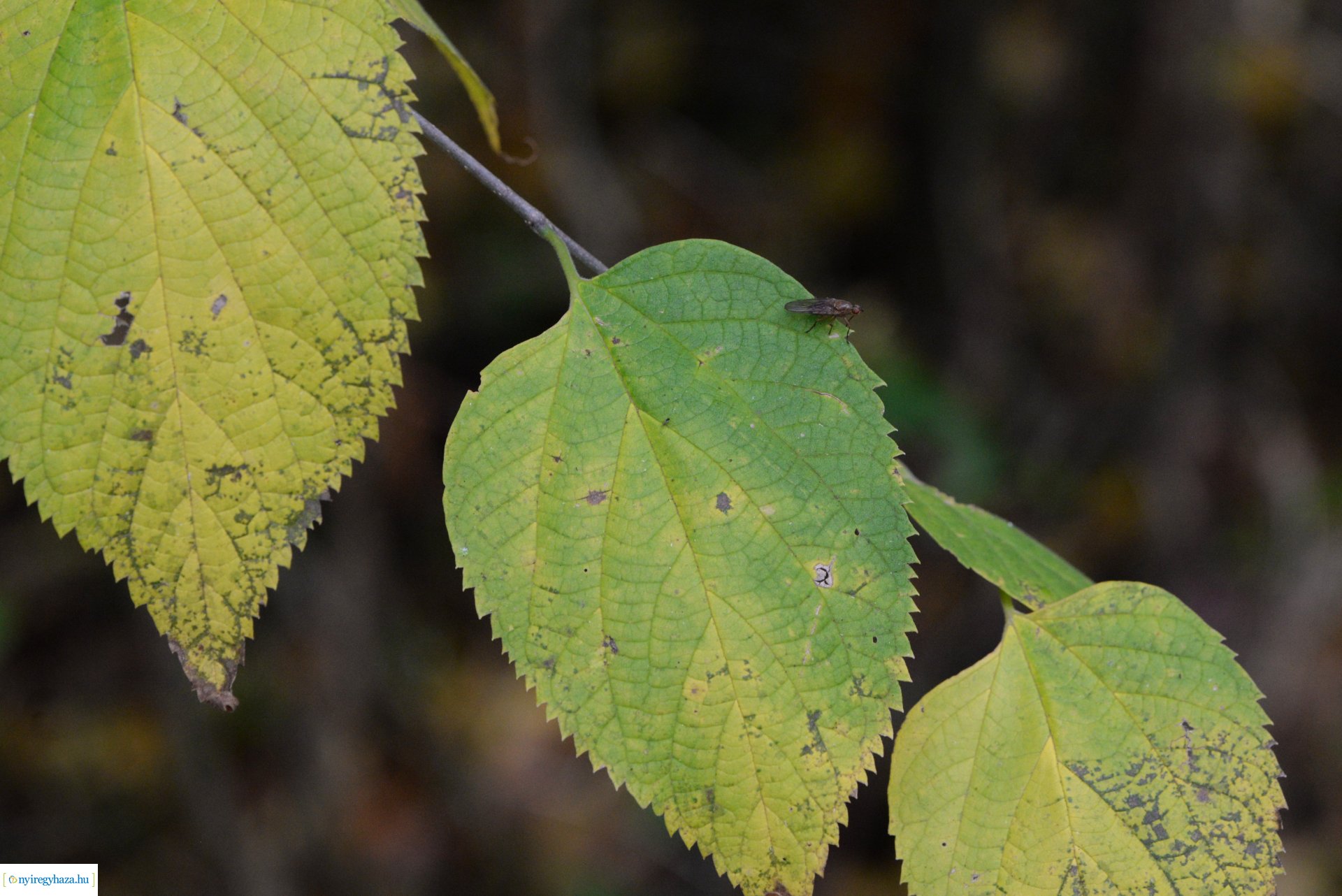 Őszi séta a Sóstói erdőben