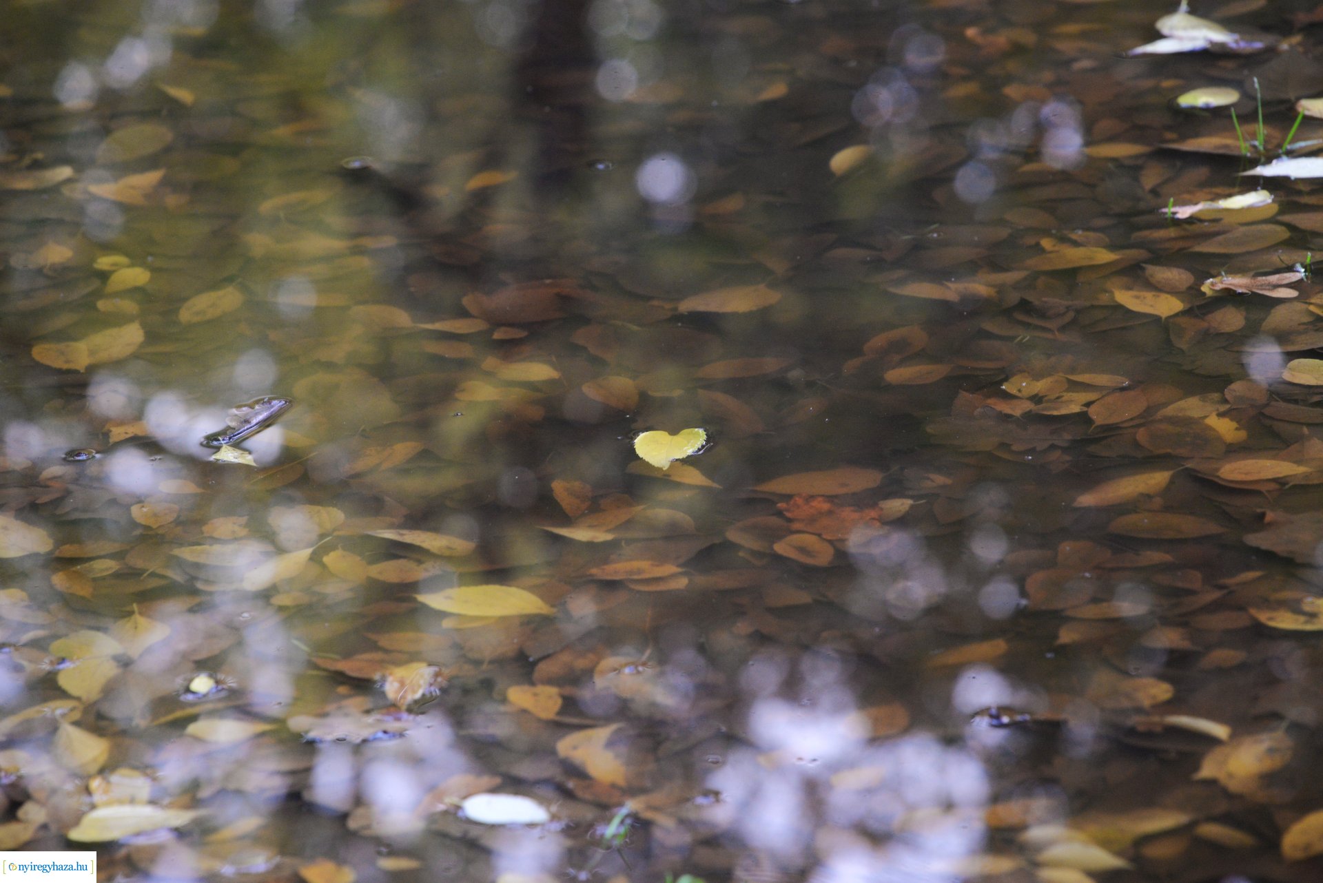 Őszi séta a Sóstói erdőben
