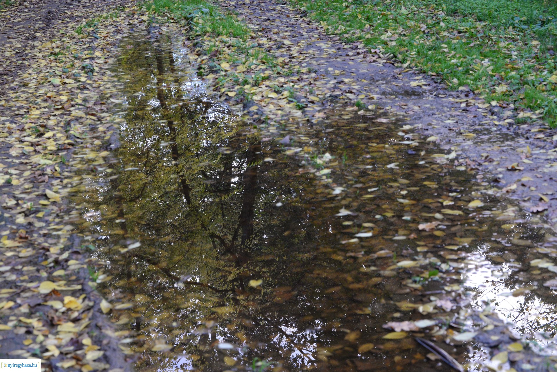Őszi séta a Sóstói erdőben
