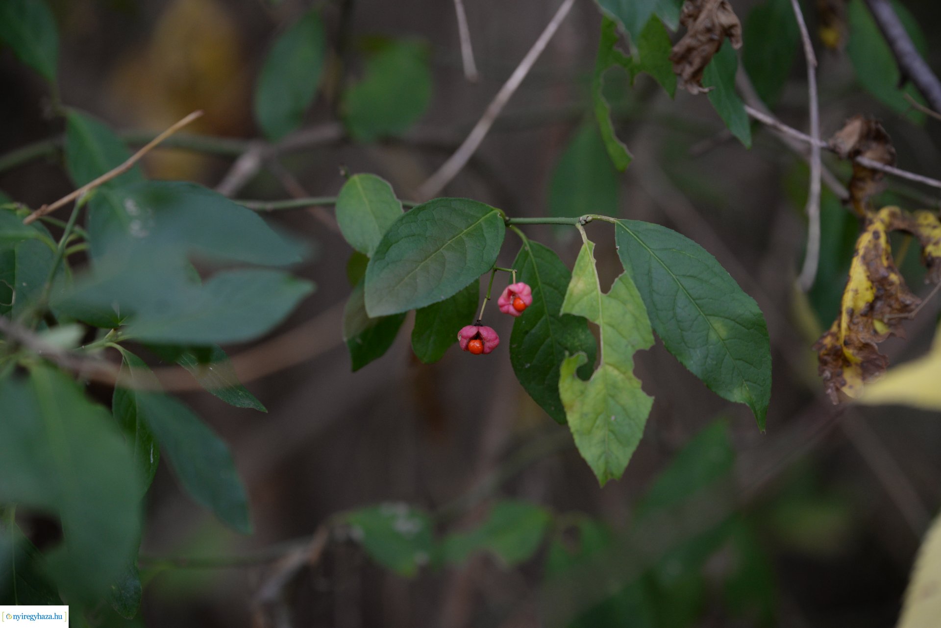 Őszi séta a Sóstói erdőben