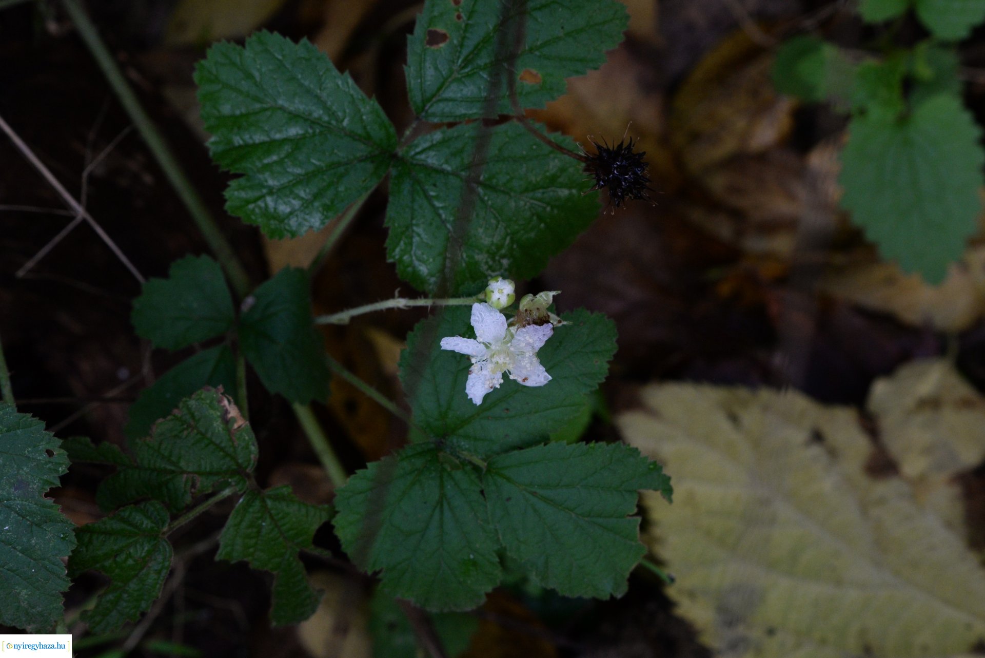 Őszi séta a Sóstói erdőben