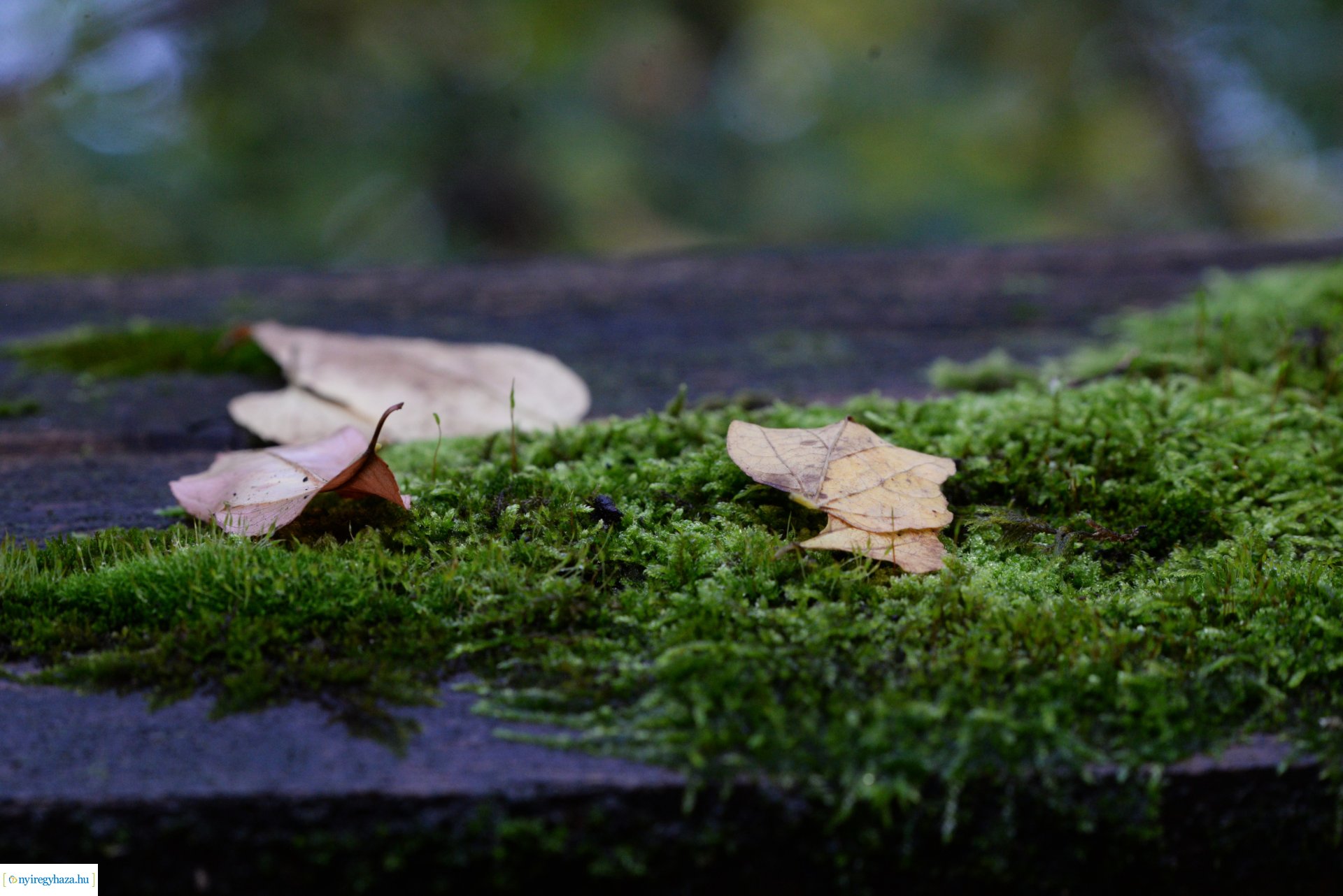 Őszi séta a Sóstói erdőben