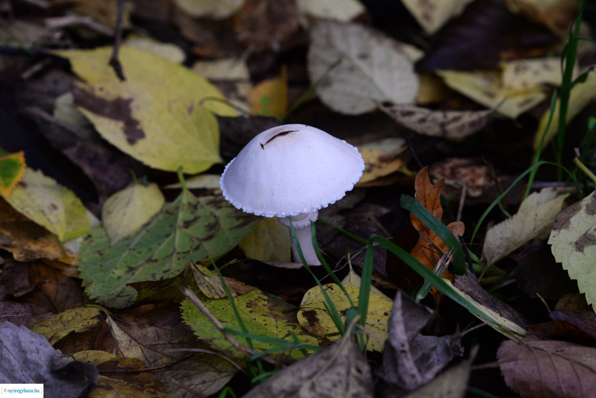 Őszi séta a Sóstói erdőben