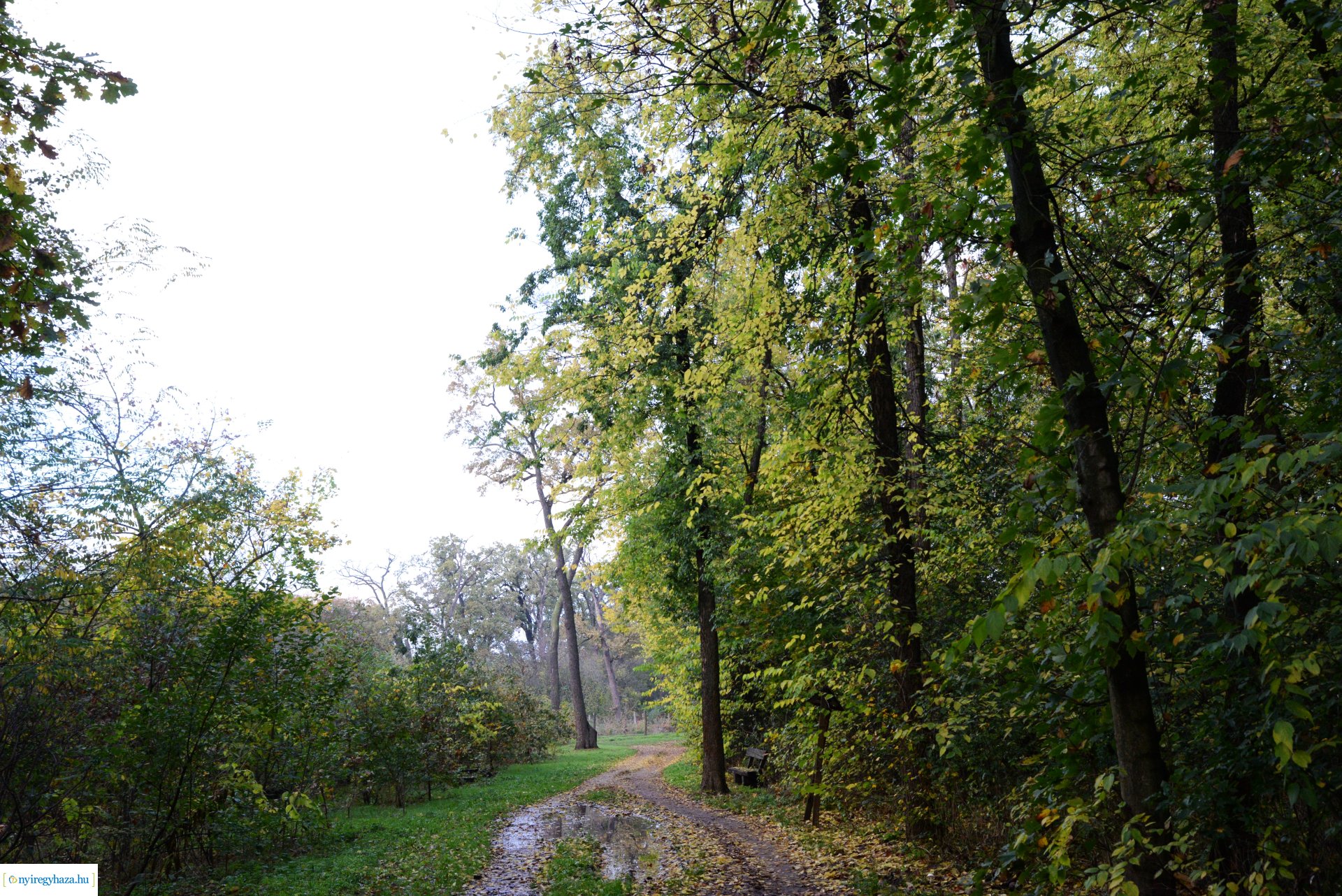 Őszi séta a Sóstói erdőben