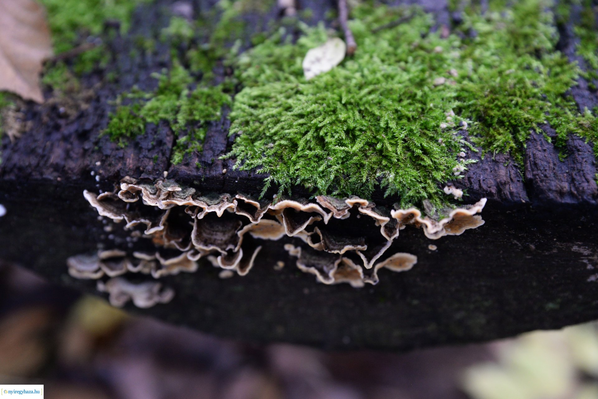 Őszi séta a Sóstói erdőben