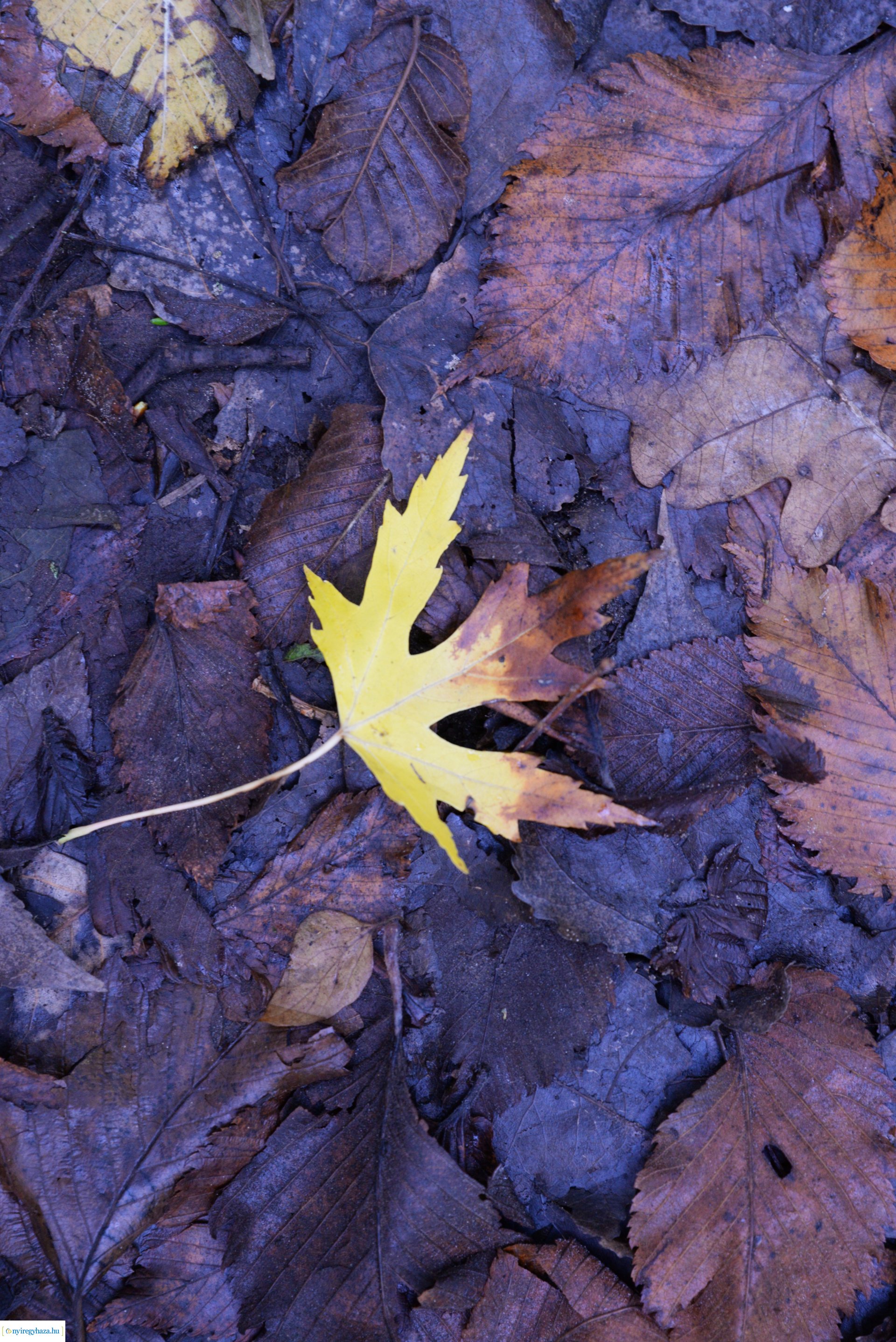 Őszi séta a Sóstói erdőben