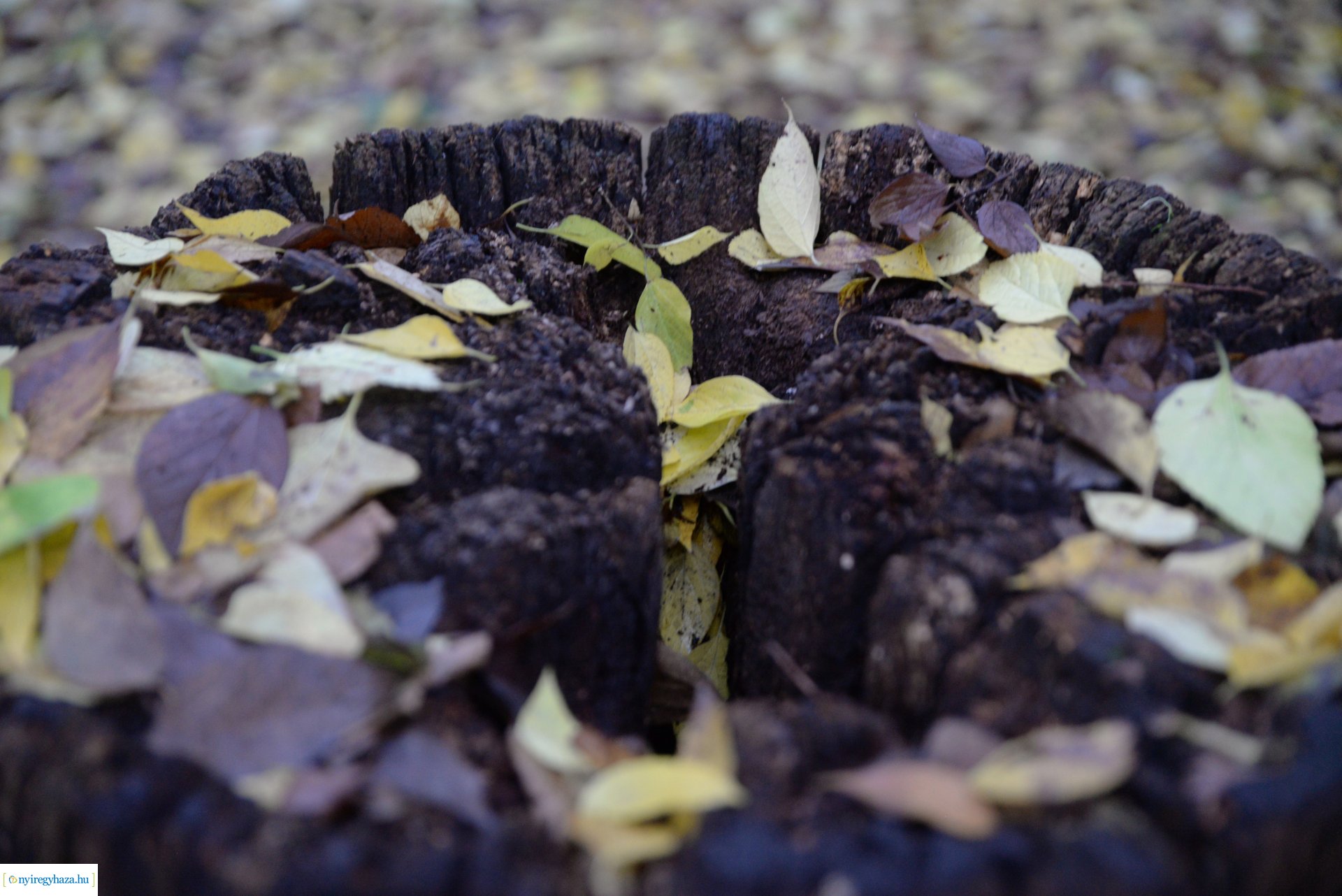 Őszi séta a Sóstói erdőben