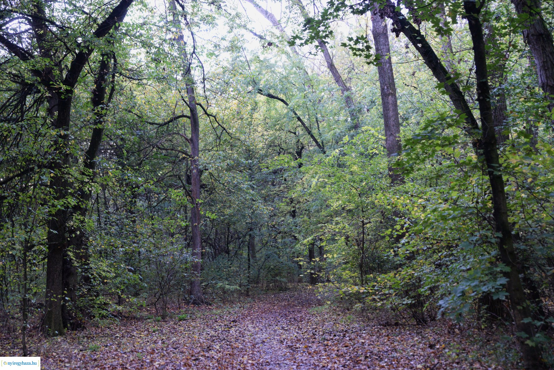 Őszi séta a Sóstói erdőben