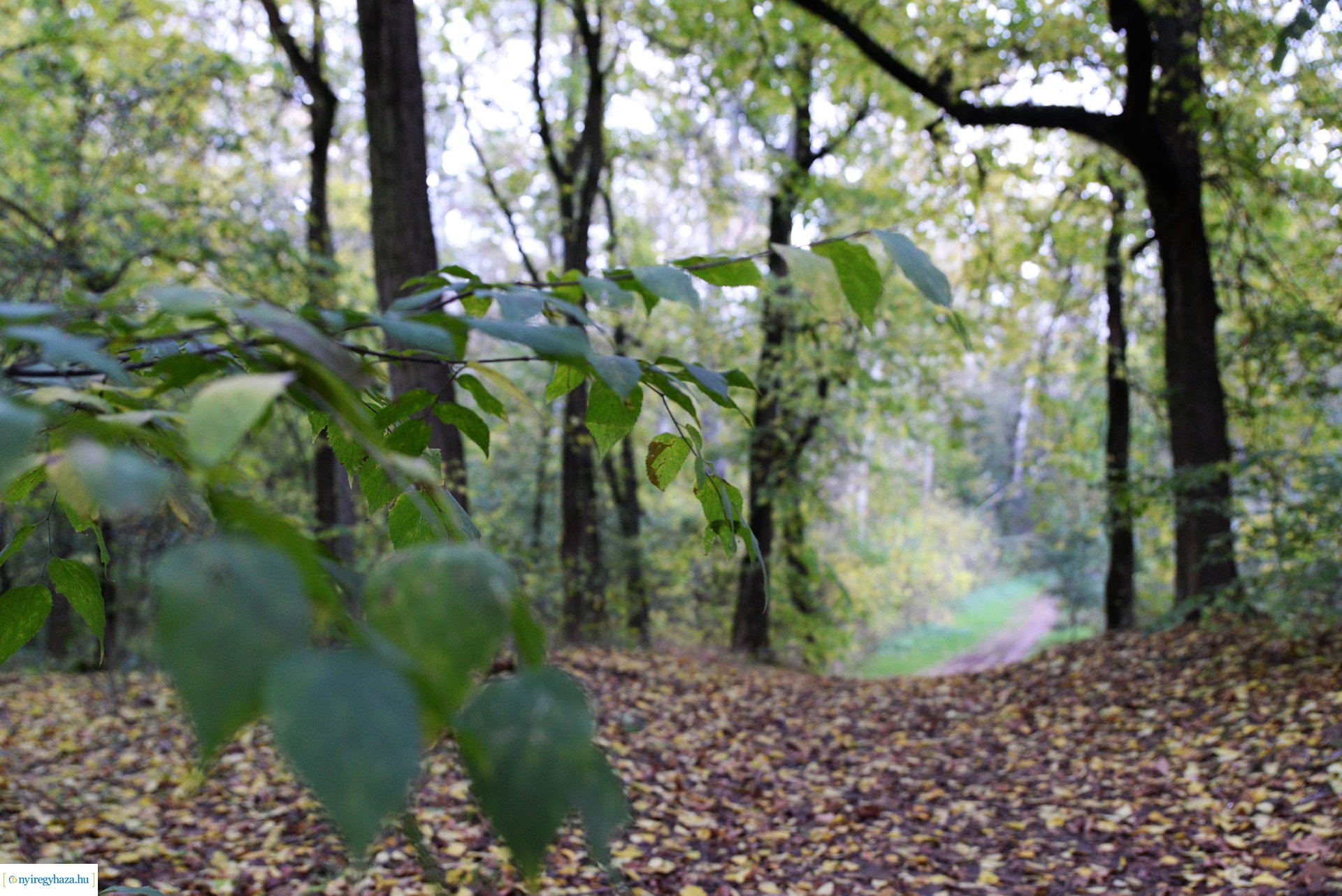 Őszi séta a Sóstói erdőben