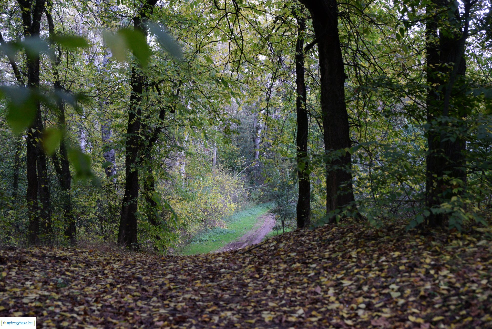 Őszi séta a Sóstói erdőben