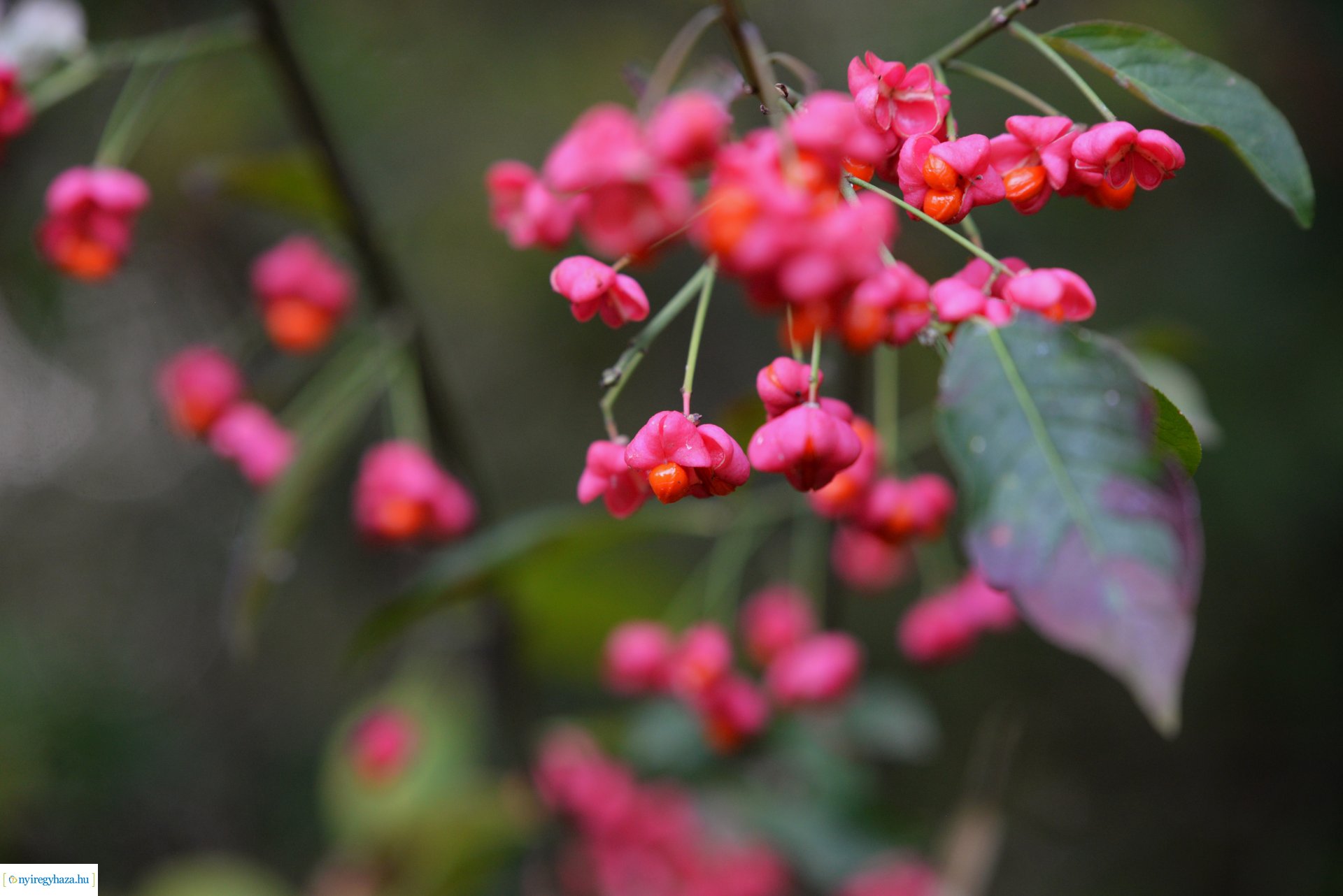 Őszi séta a Sóstói erdőben