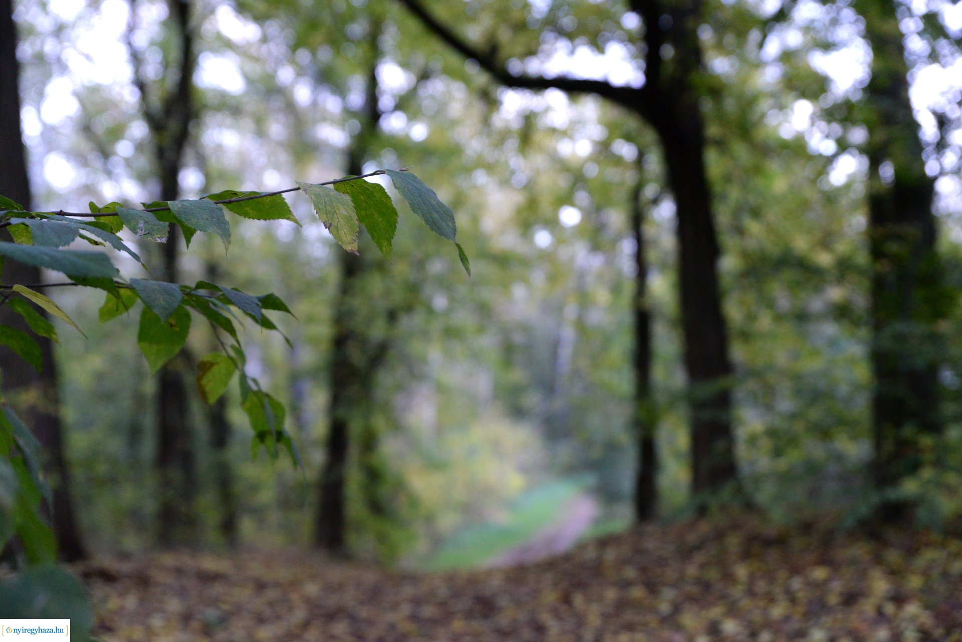 Őszi séta a Sóstói erdőben
