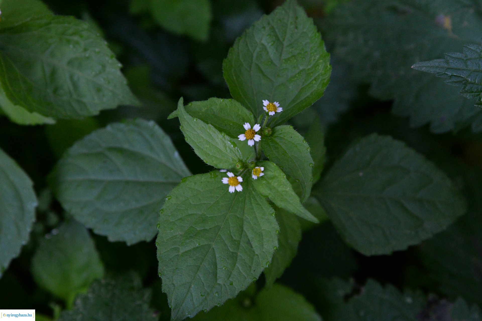 Őszi séta a Sóstói erdőben