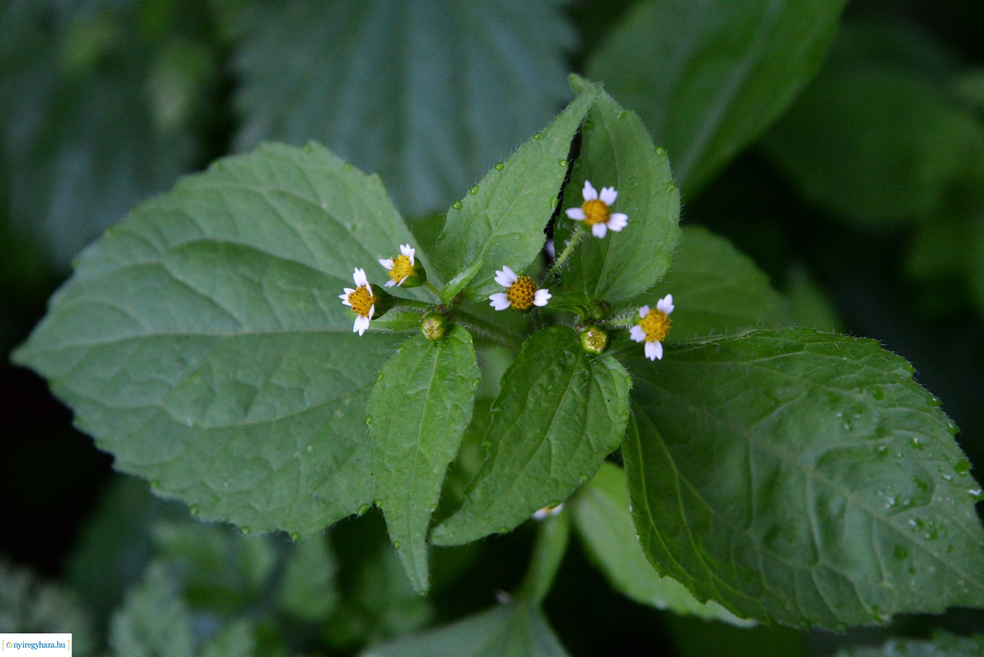 Őszi séta a Sóstói erdőben