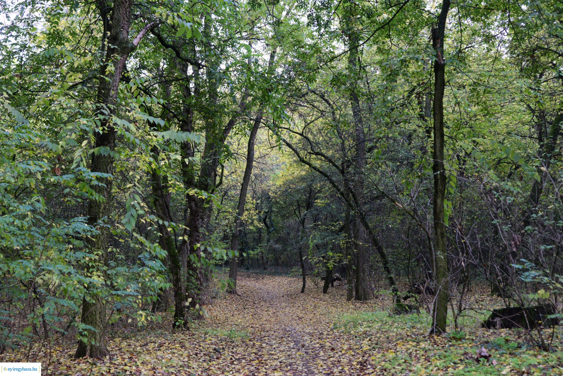 Őszi séta a Sóstói erdőben