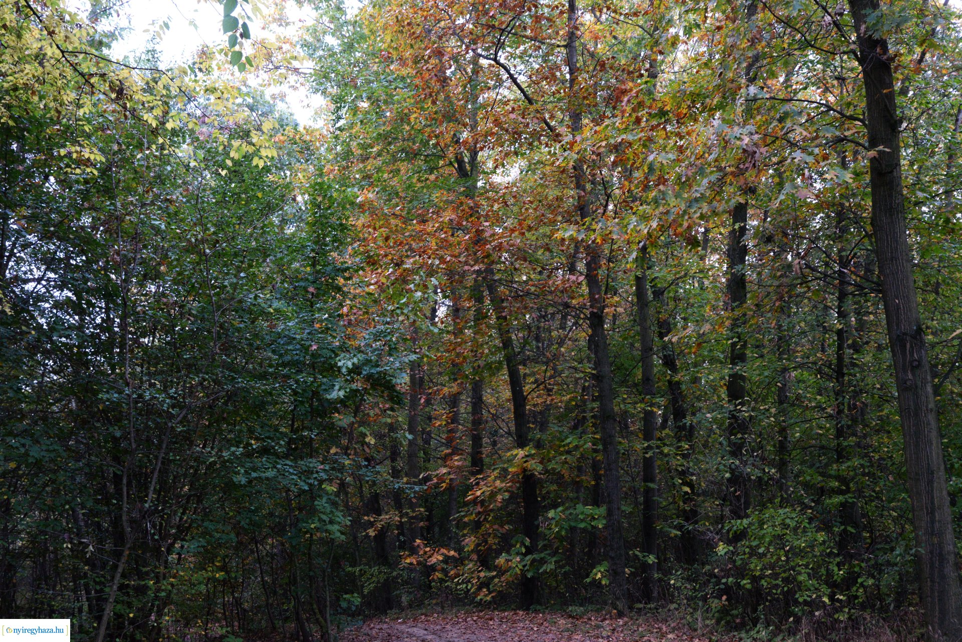 Őszi séta a Sóstói erdőben