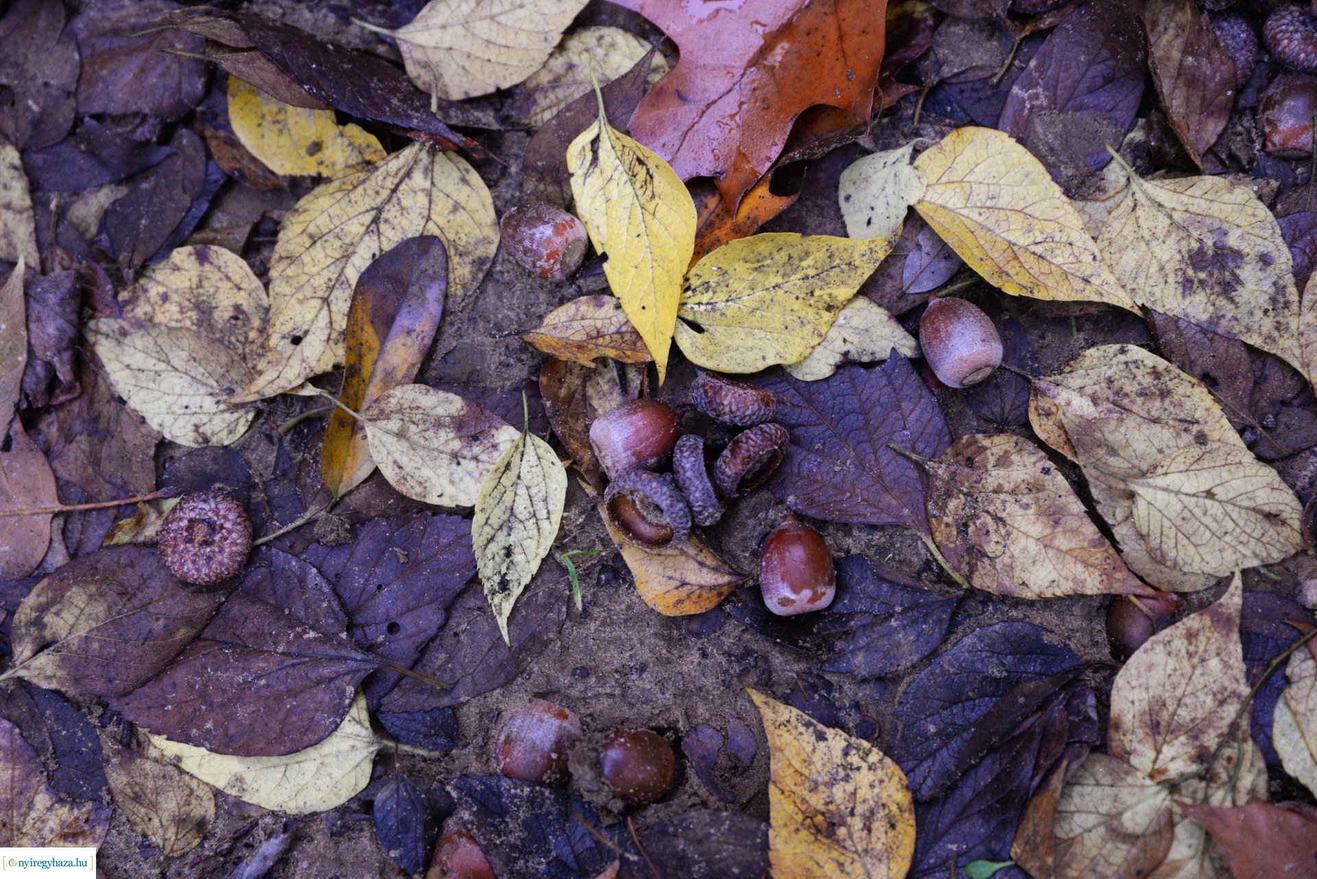 Őszi séta a Sóstói erdőben
