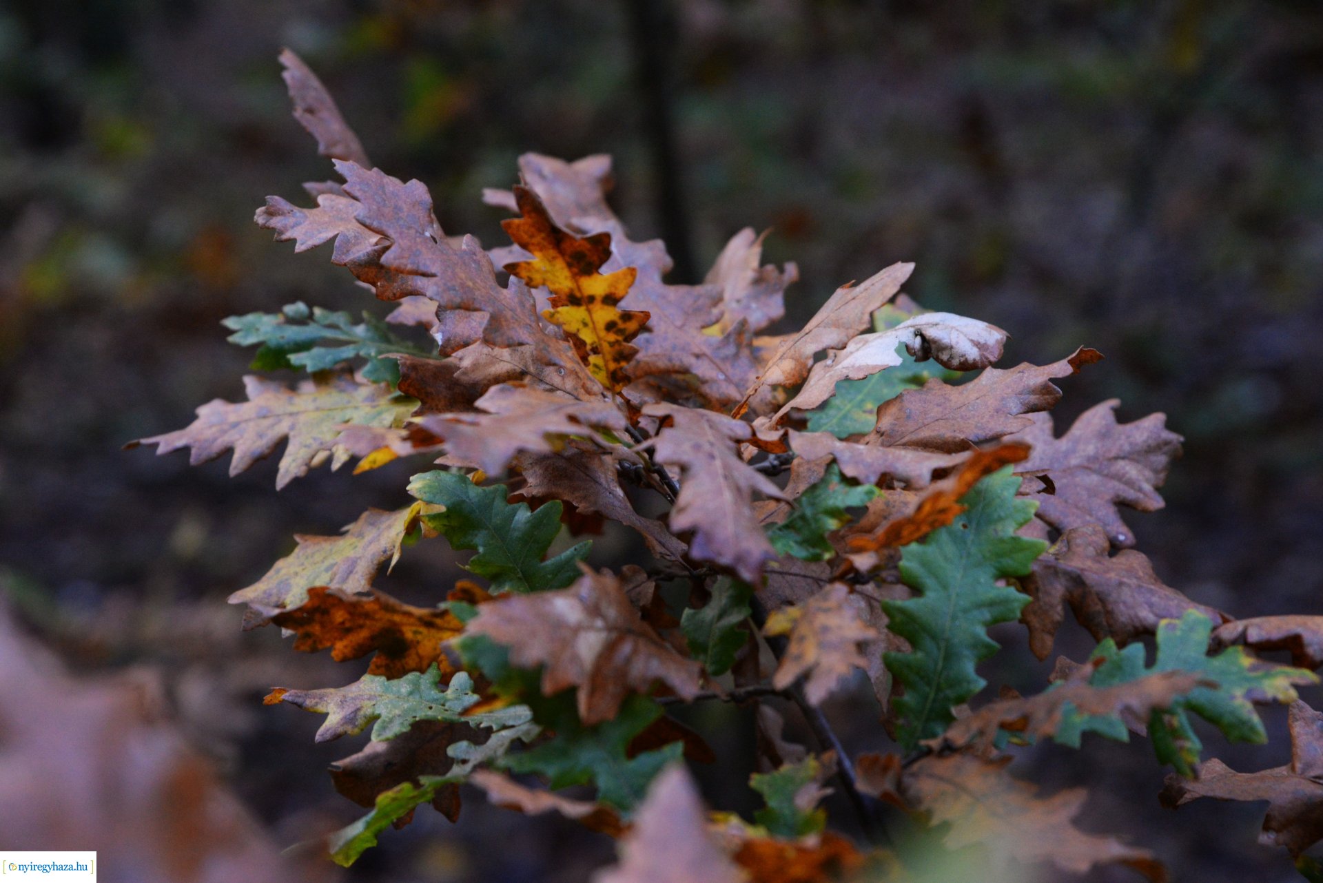 Őszi séta a Sóstói erdőben