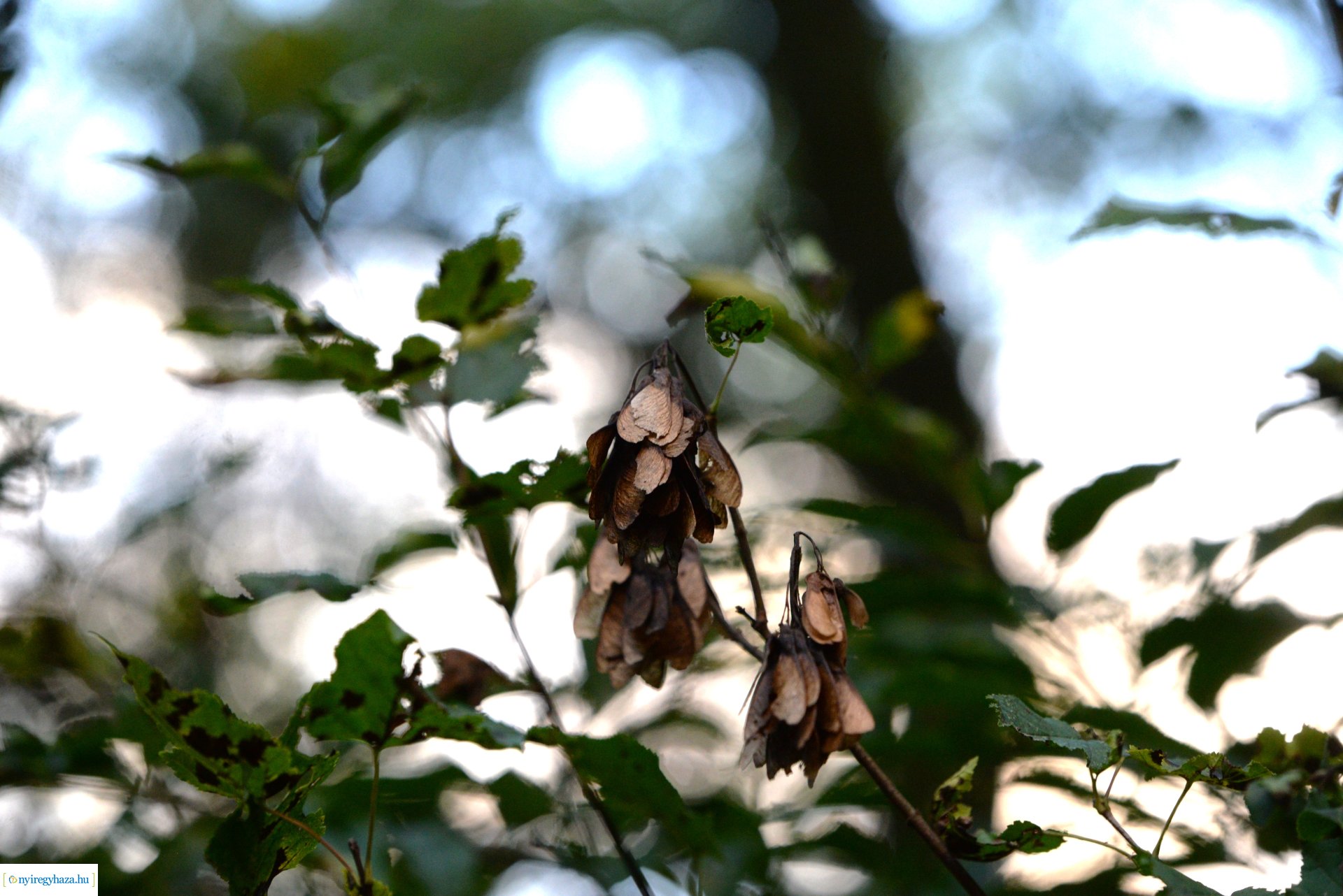 Őszi séta a Sóstói erdőben