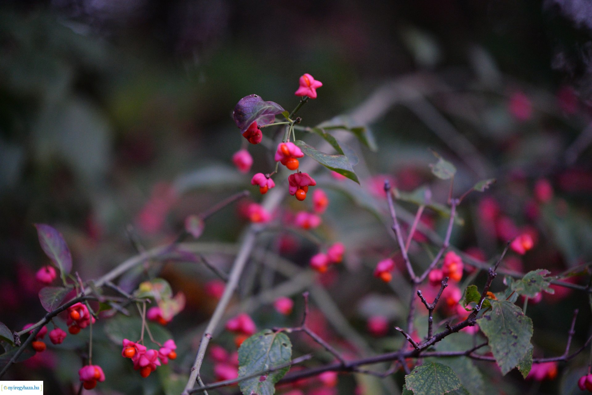 Őszi séta a Sóstói erdőben