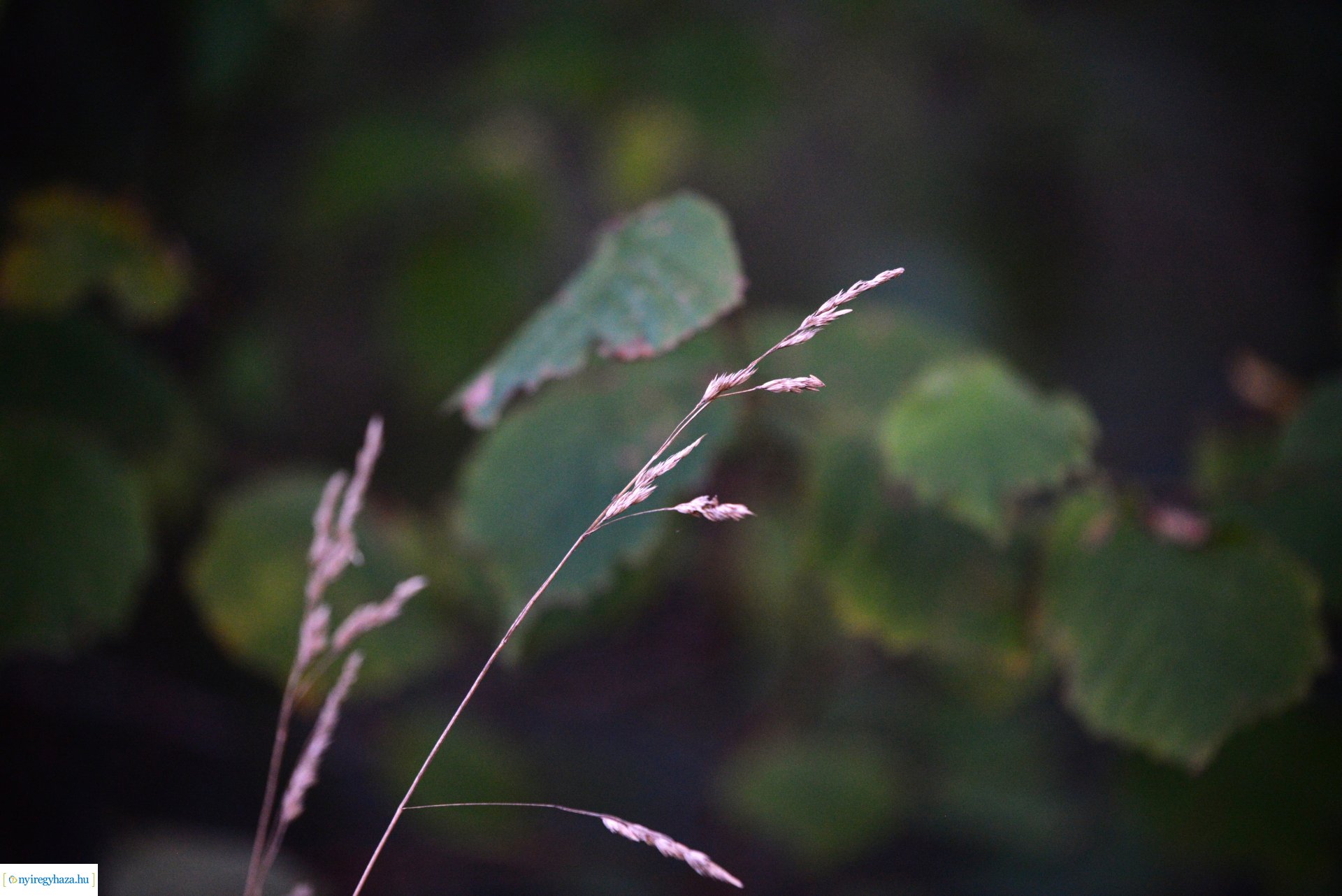 Őszi séta a Sóstói erdőben