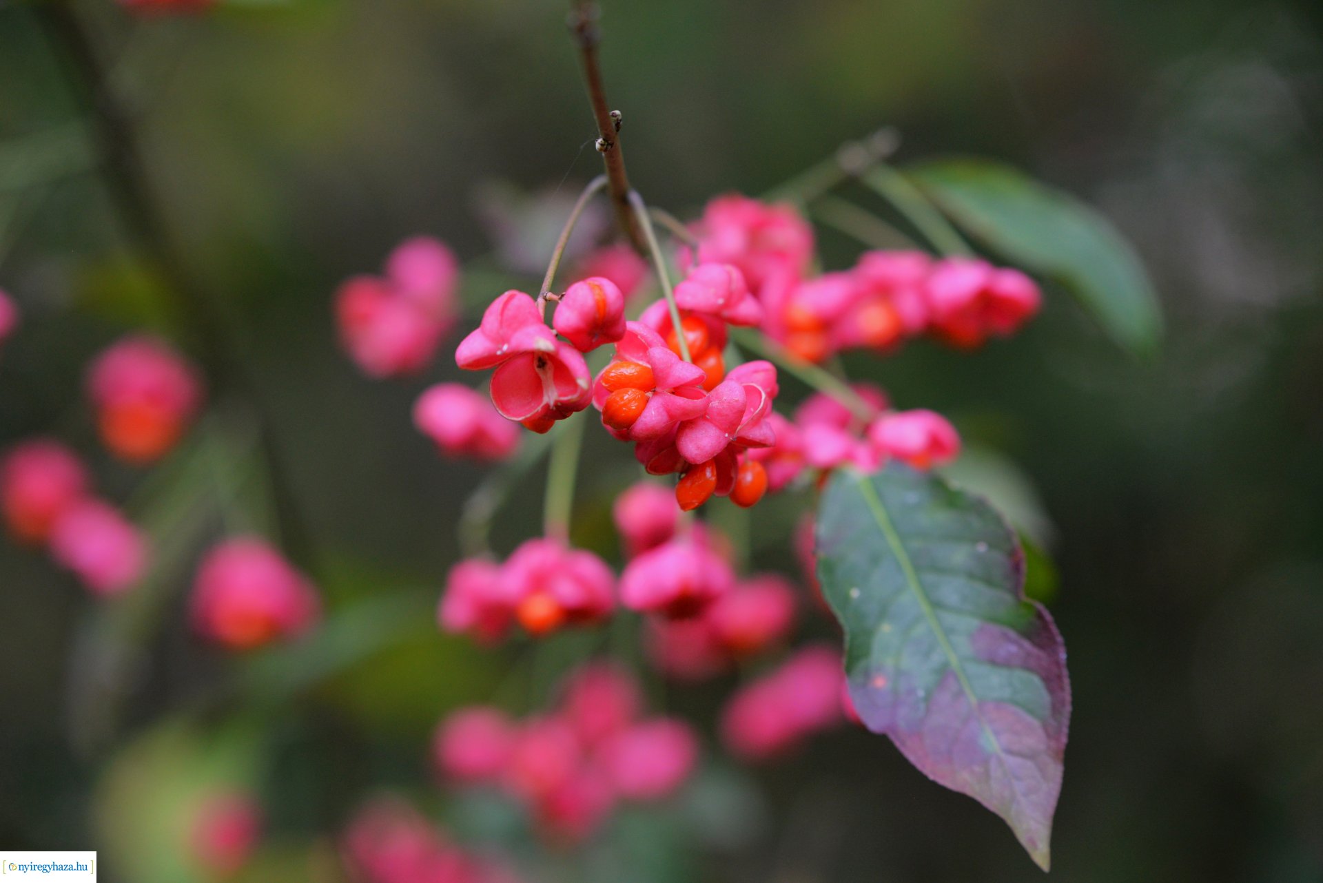 Őszi séta a Sóstói erdőben