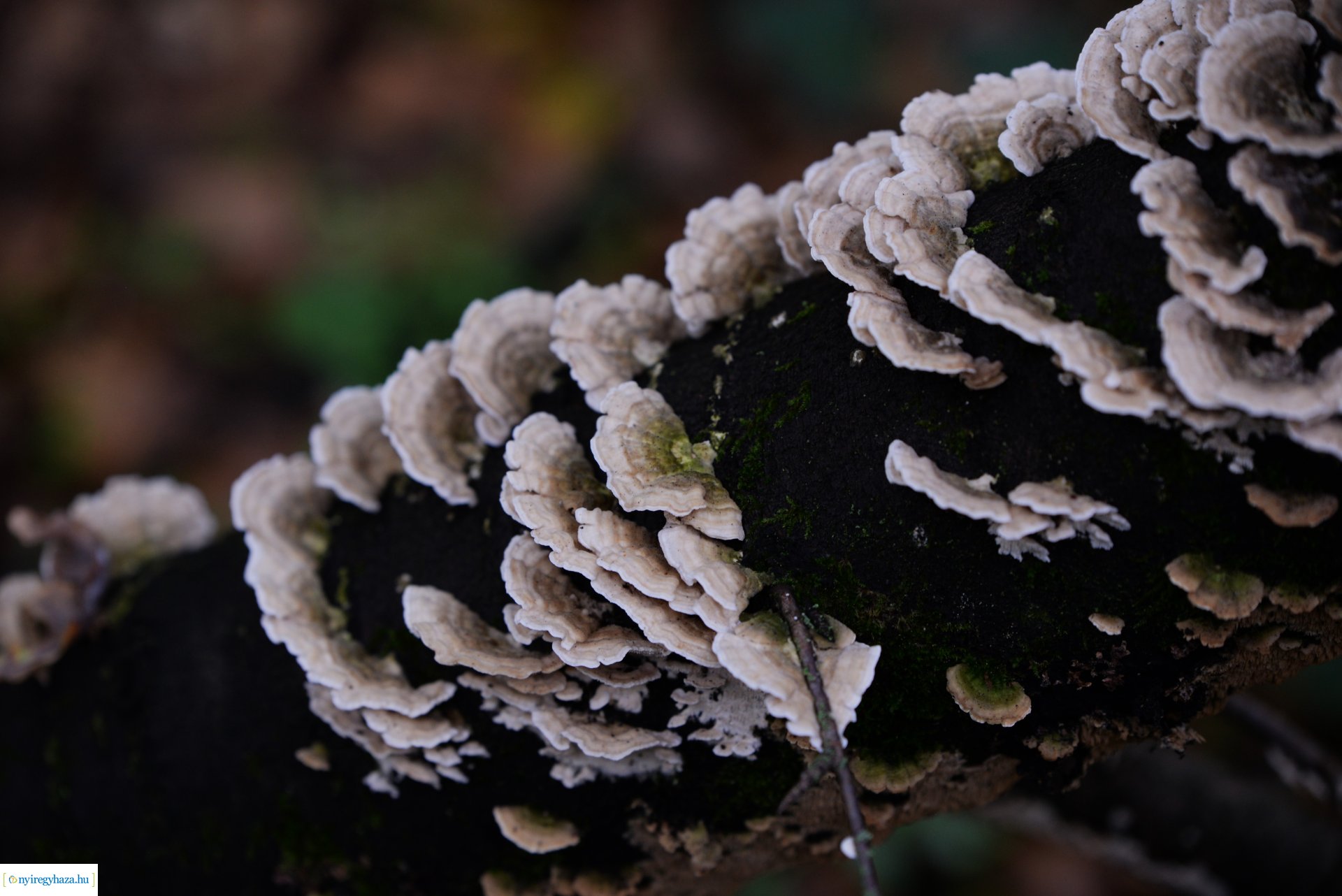 Őszi séta a Sóstói erdőben
