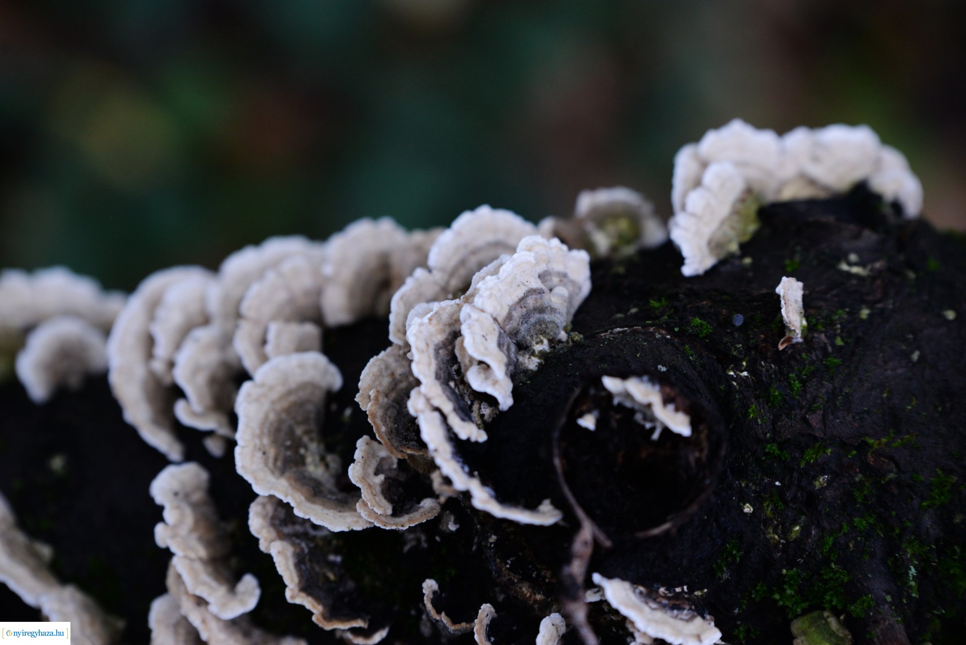 Őszi séta a Sóstói erdőben