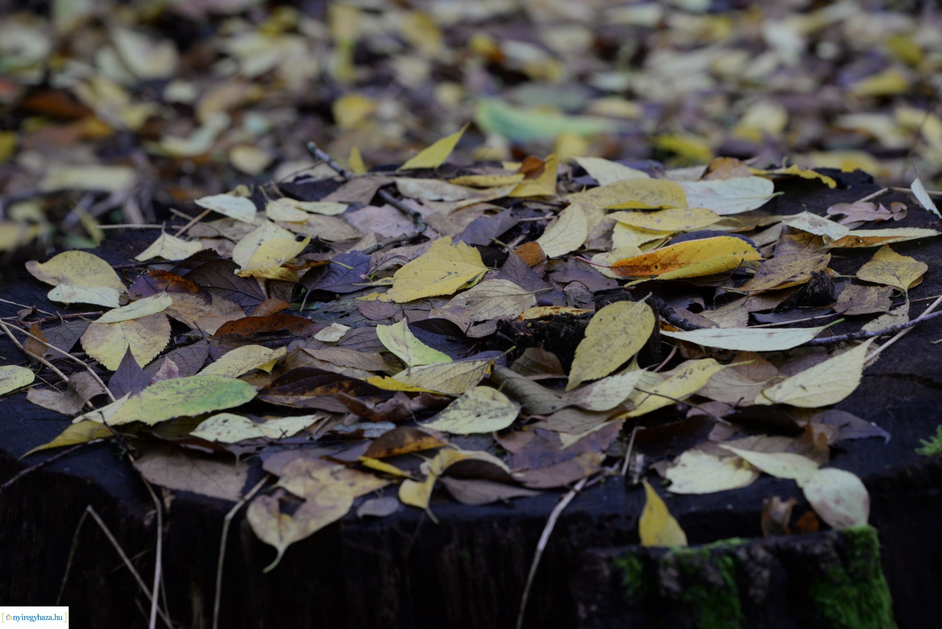 Őszi séta a Sóstói erdőben