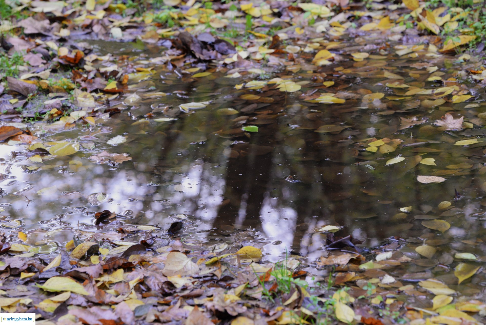 Őszi séta a Sóstói erdőben