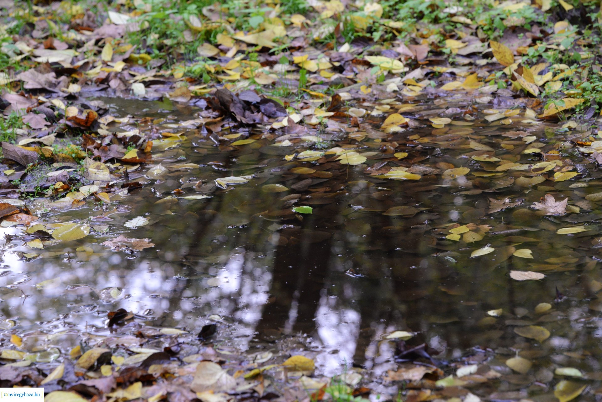 Őszi séta a Sóstói erdőben