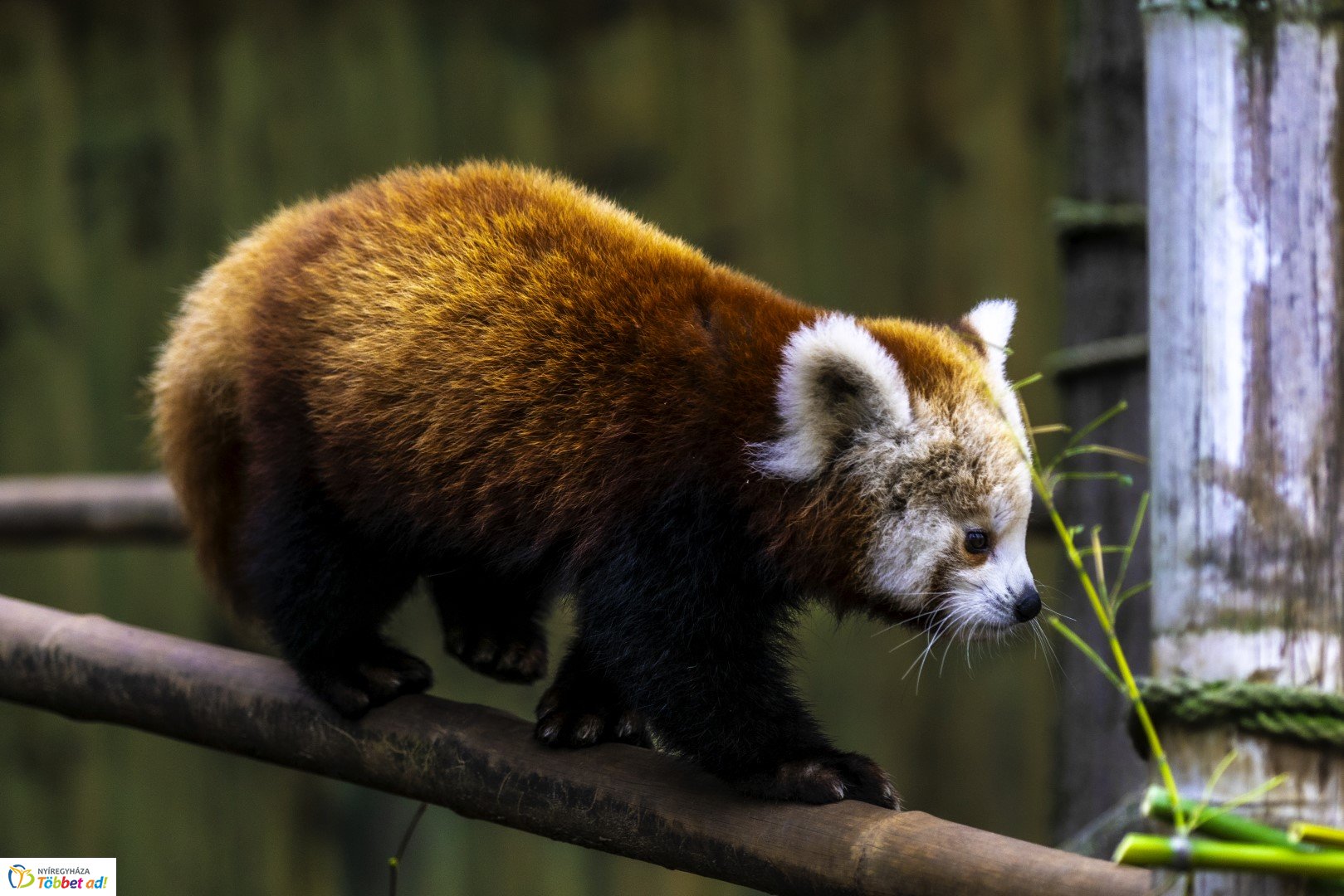 Őszi séta az Nyíregyházi Állatparkban