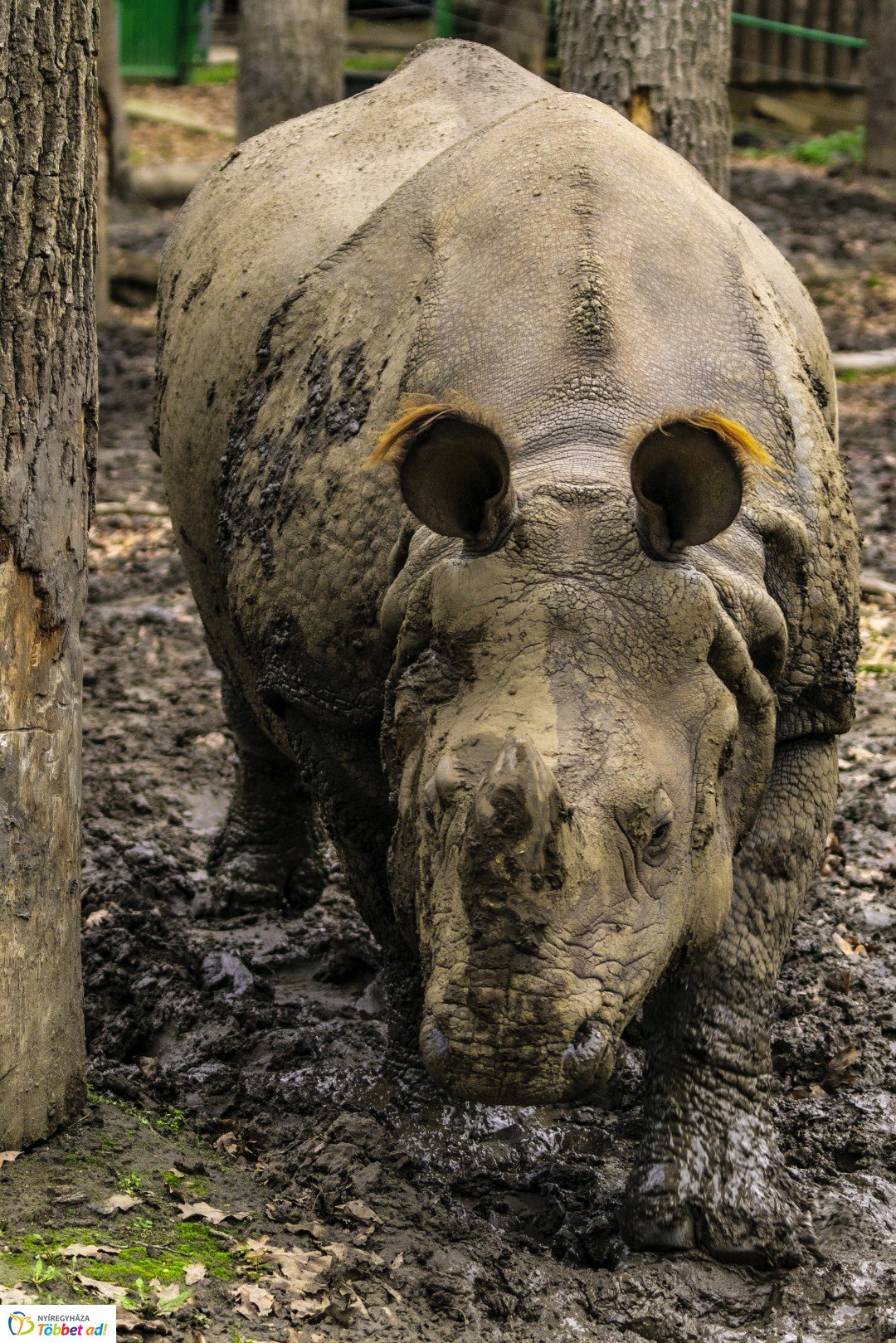 Őszi séta az Nyíregyházi Állatparkban