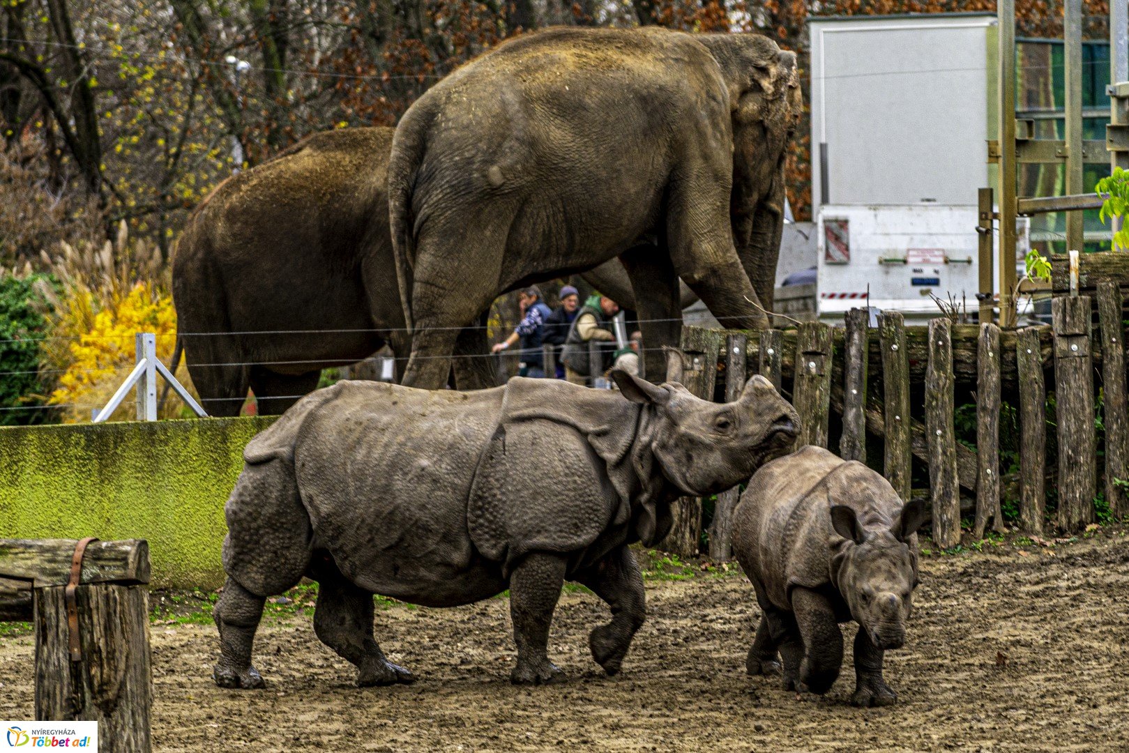 Őszi séta az Nyíregyházi Állatparkban